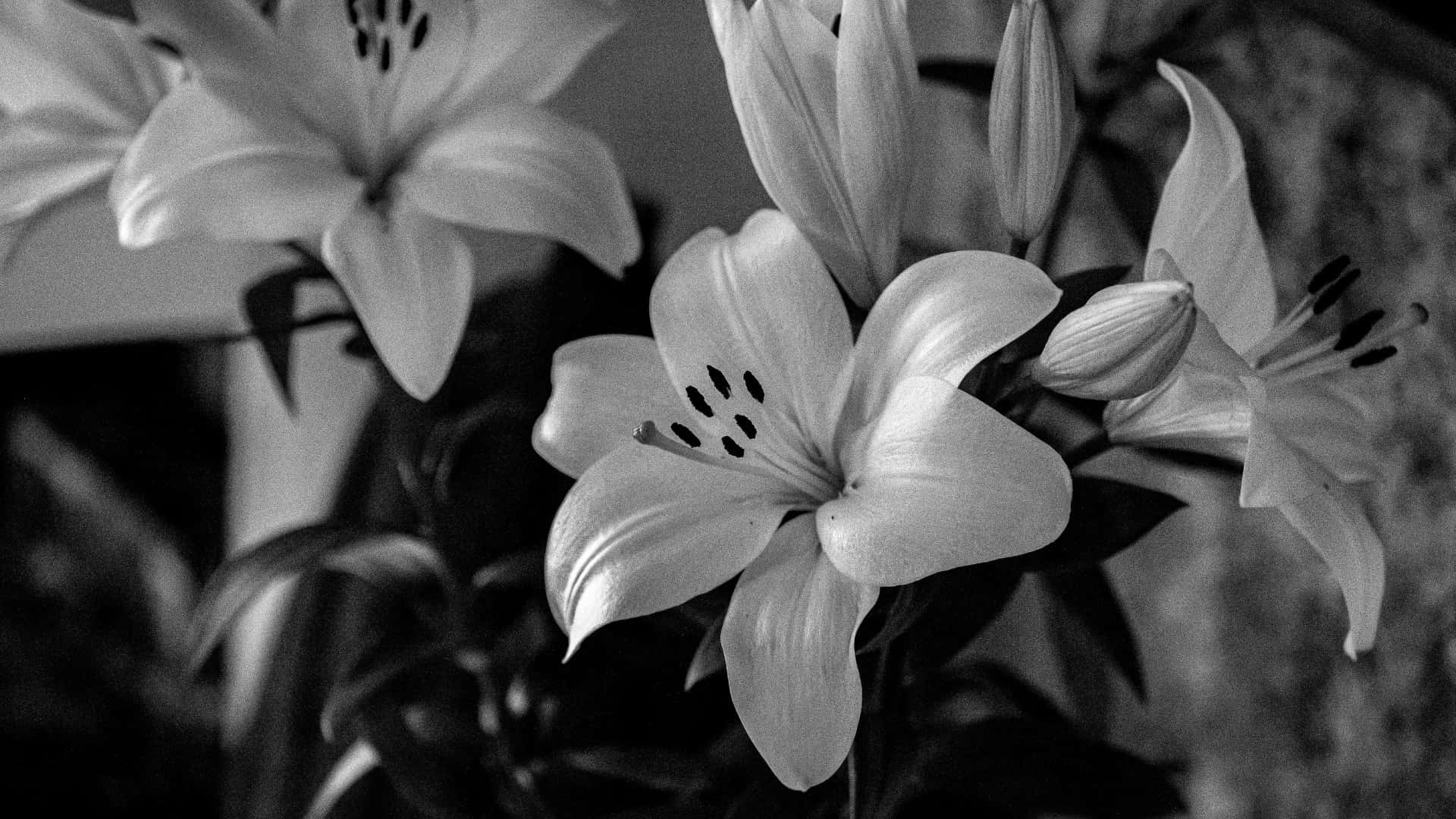  壁紙 — 優雅百合花的單色特寫，花瓣柔軟，深色雄蕊，背景為模糊的樹葉。