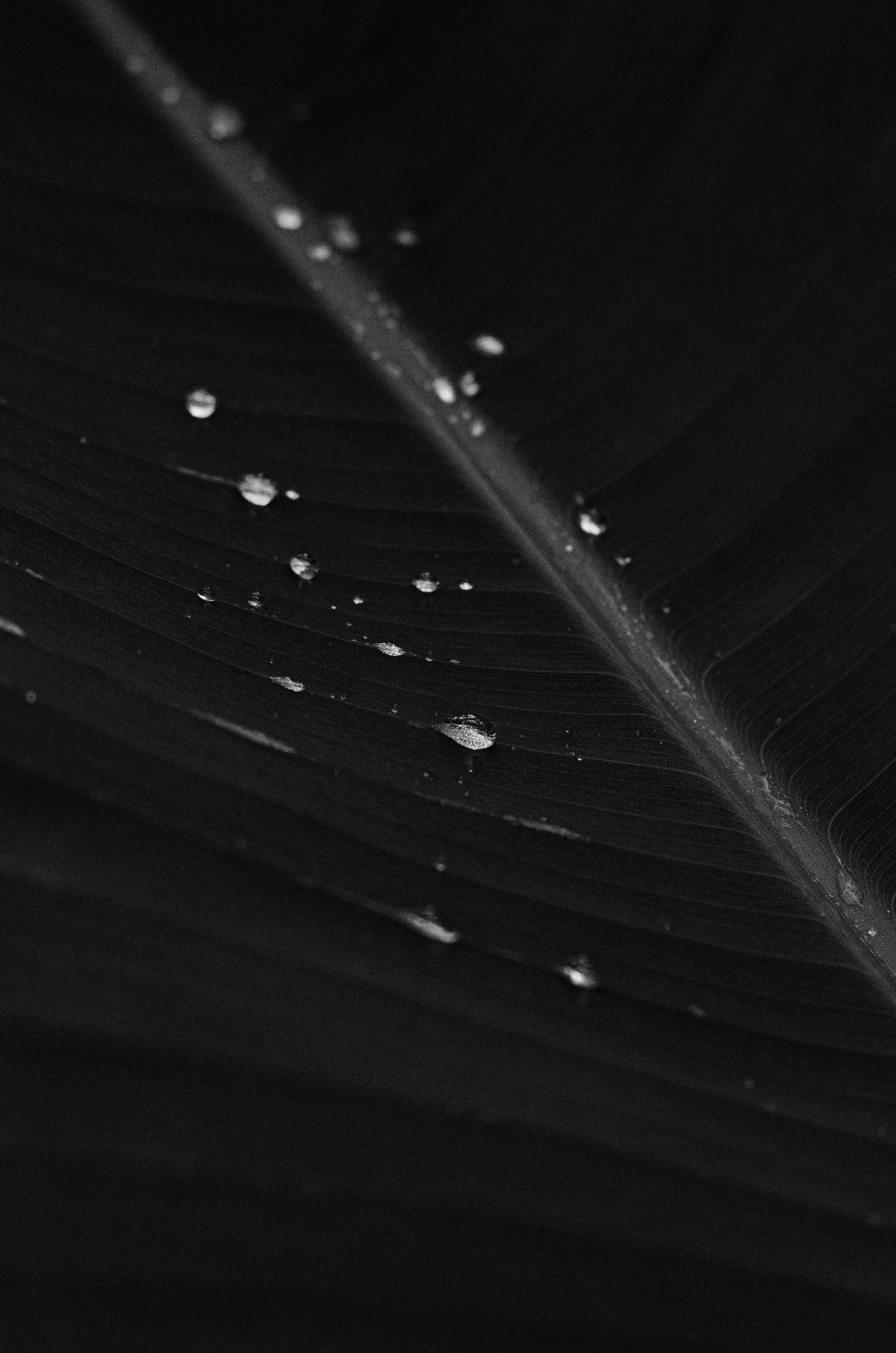 灰階香蕉葉 壁紙 — 單色特寫，雨滴在深色葉片複雜的葉脈圖案上閃閃發光。