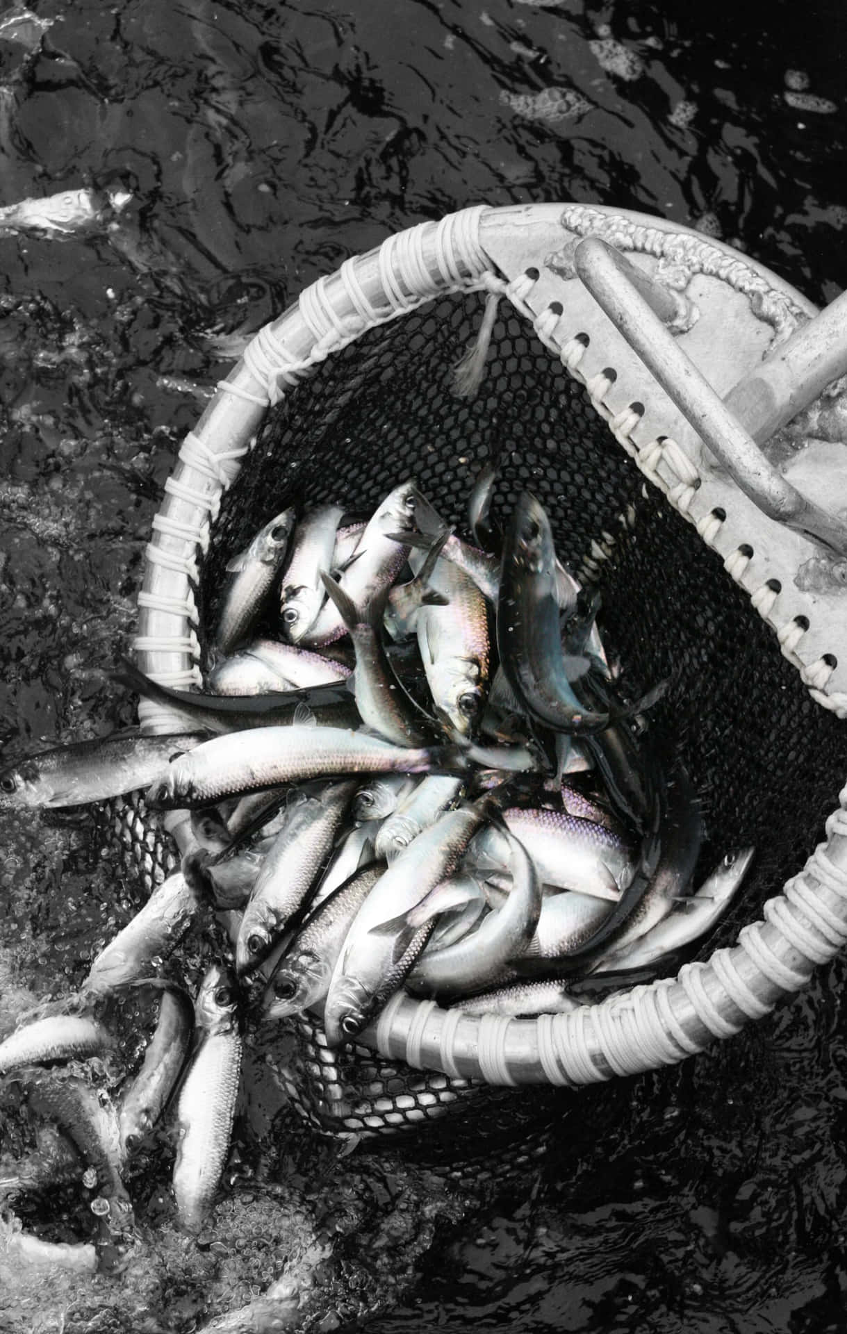  壁紙 — 一個黑白特寫鏡頭，展示一個編織籃子裝滿剛捕獲的魚在暗水中濺起水花。
