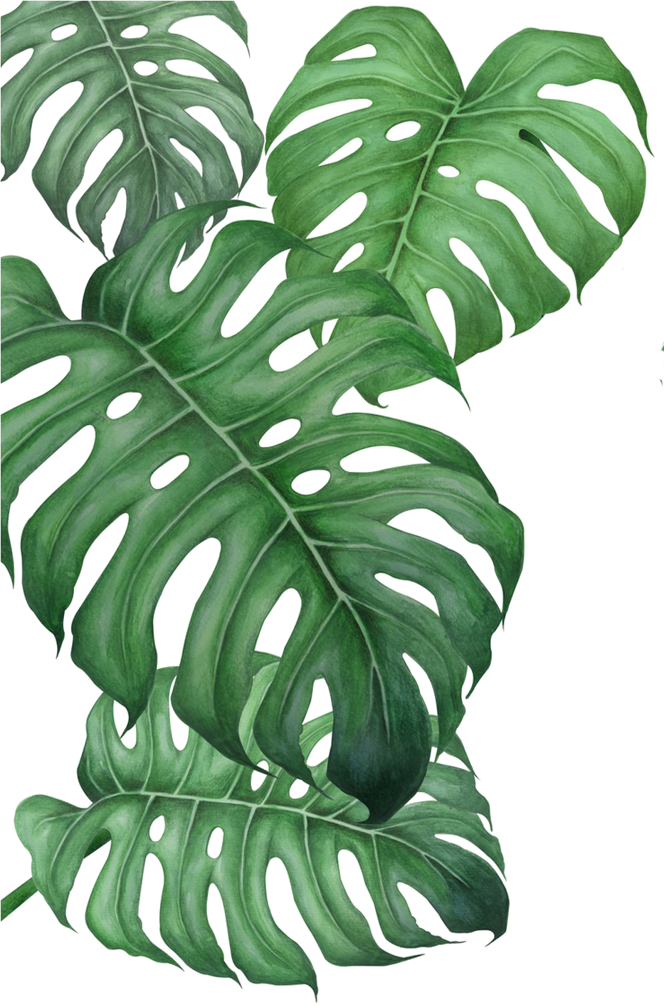 Monstera Deliciosa葉片透明背景 壁紙 — 鮮綠色龜背竹葉片，帶有天然孔洞和葉脈，分層疊加在純黑背景上。