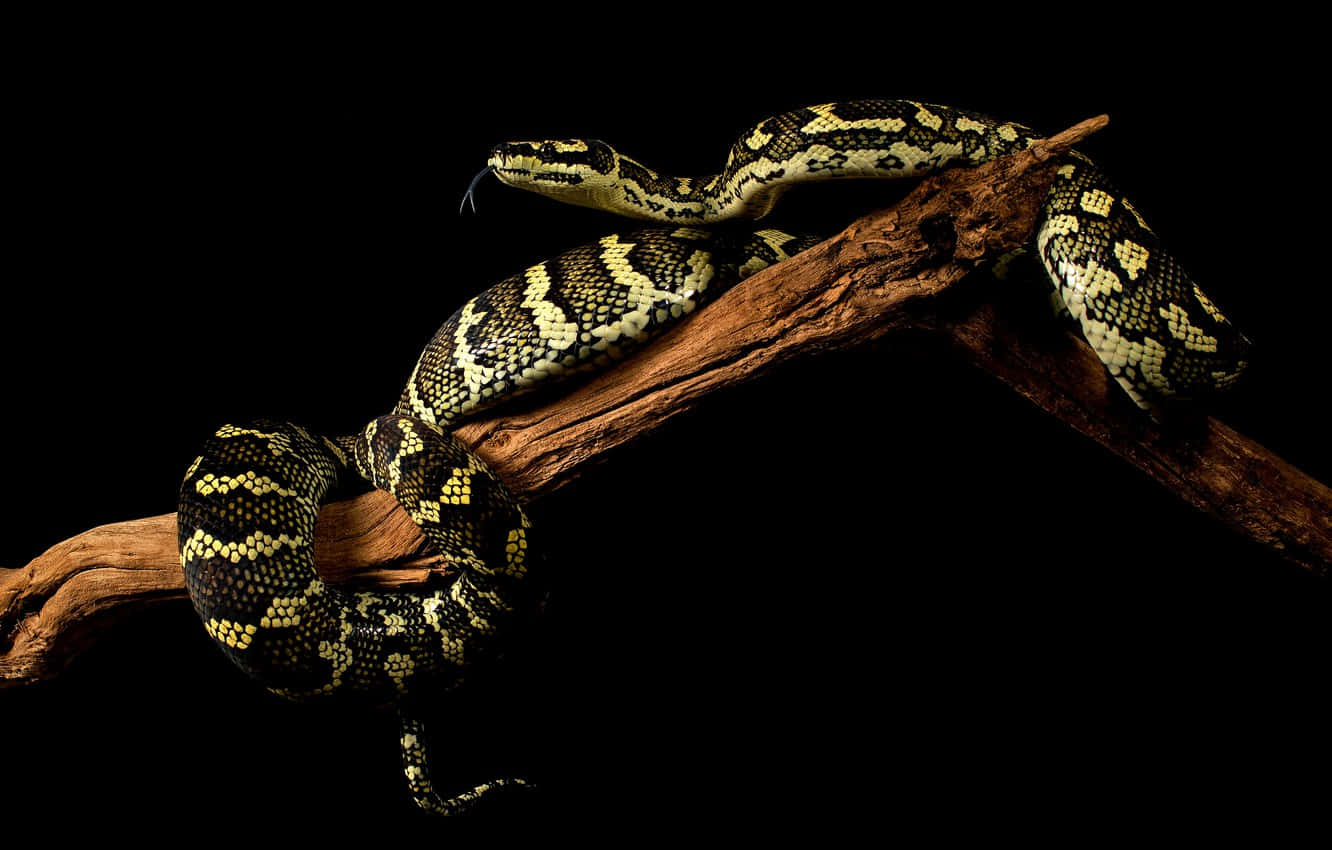 Morelia Spilota Cheynie 爬行動物黑色背景 壁紙 — 一條有圖案的蛇優雅地纏繞在風化的樹枝上，襯托著純黑色的背景。