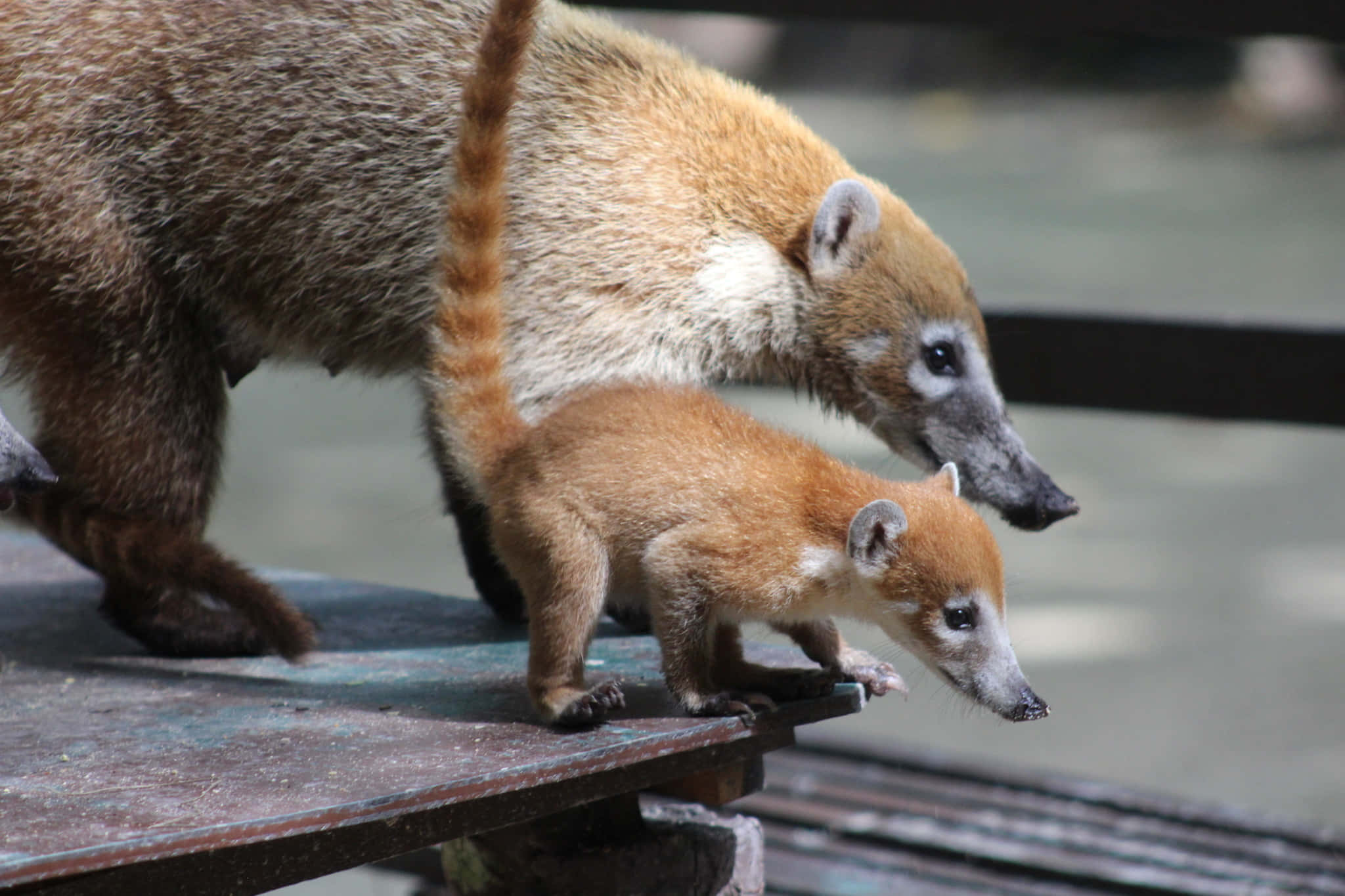 Coati 桌布 壁紙 — 一隻母長鼻浣熊和她的寶寶在自然風格的圍欄中小心翼翼地沿著一塊風化的木板行走。