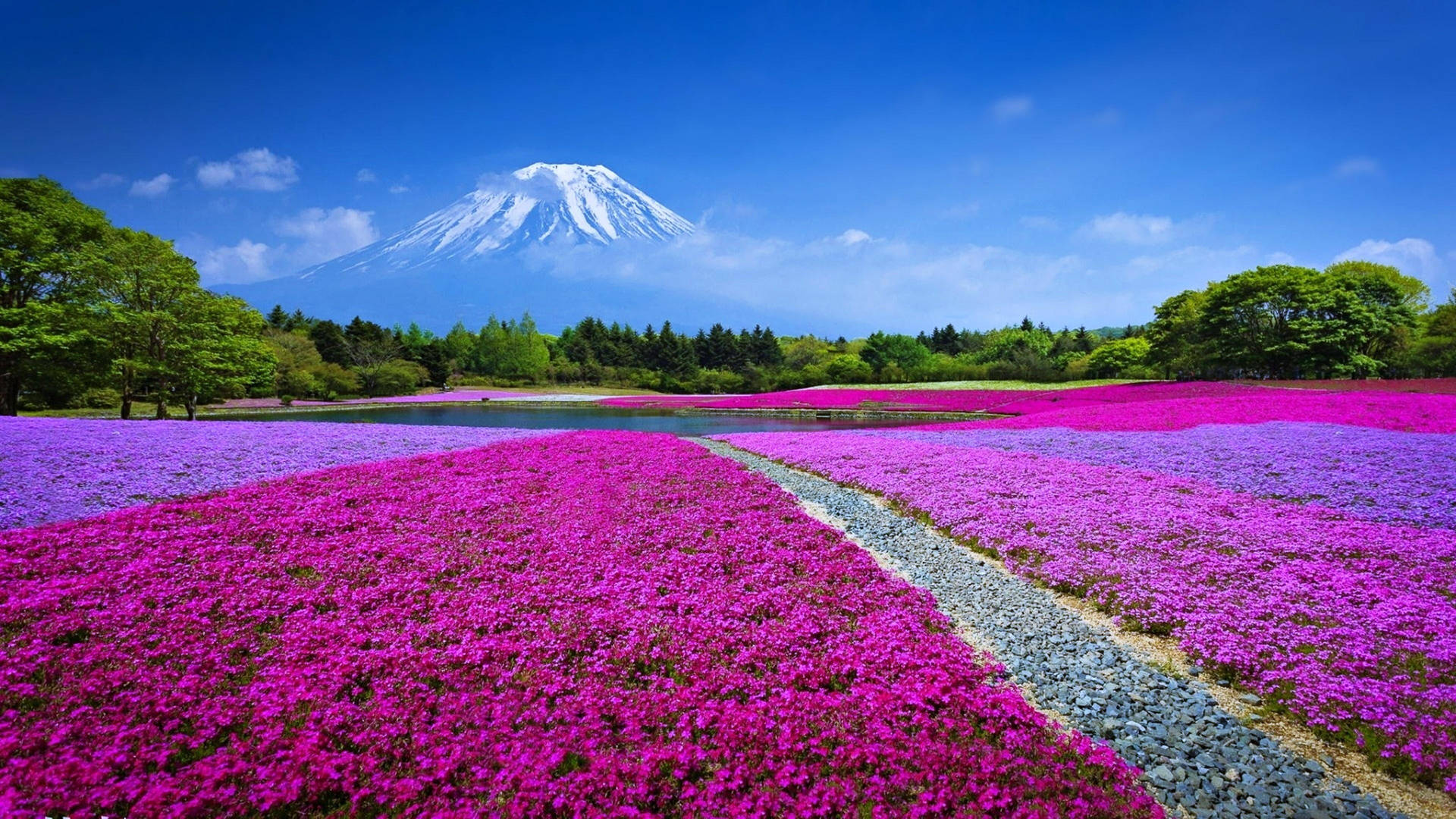 日本富士山4K花田