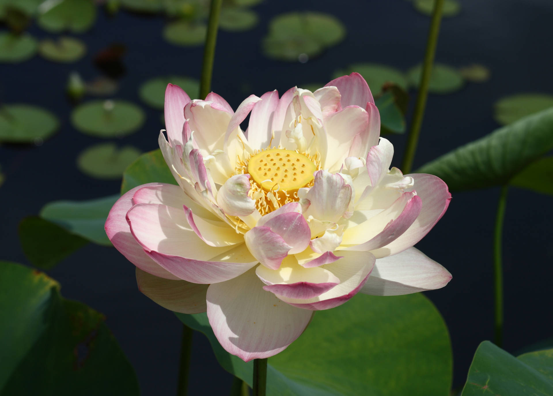 佩里·D·斯洛克姆夫人蓮花壁紙