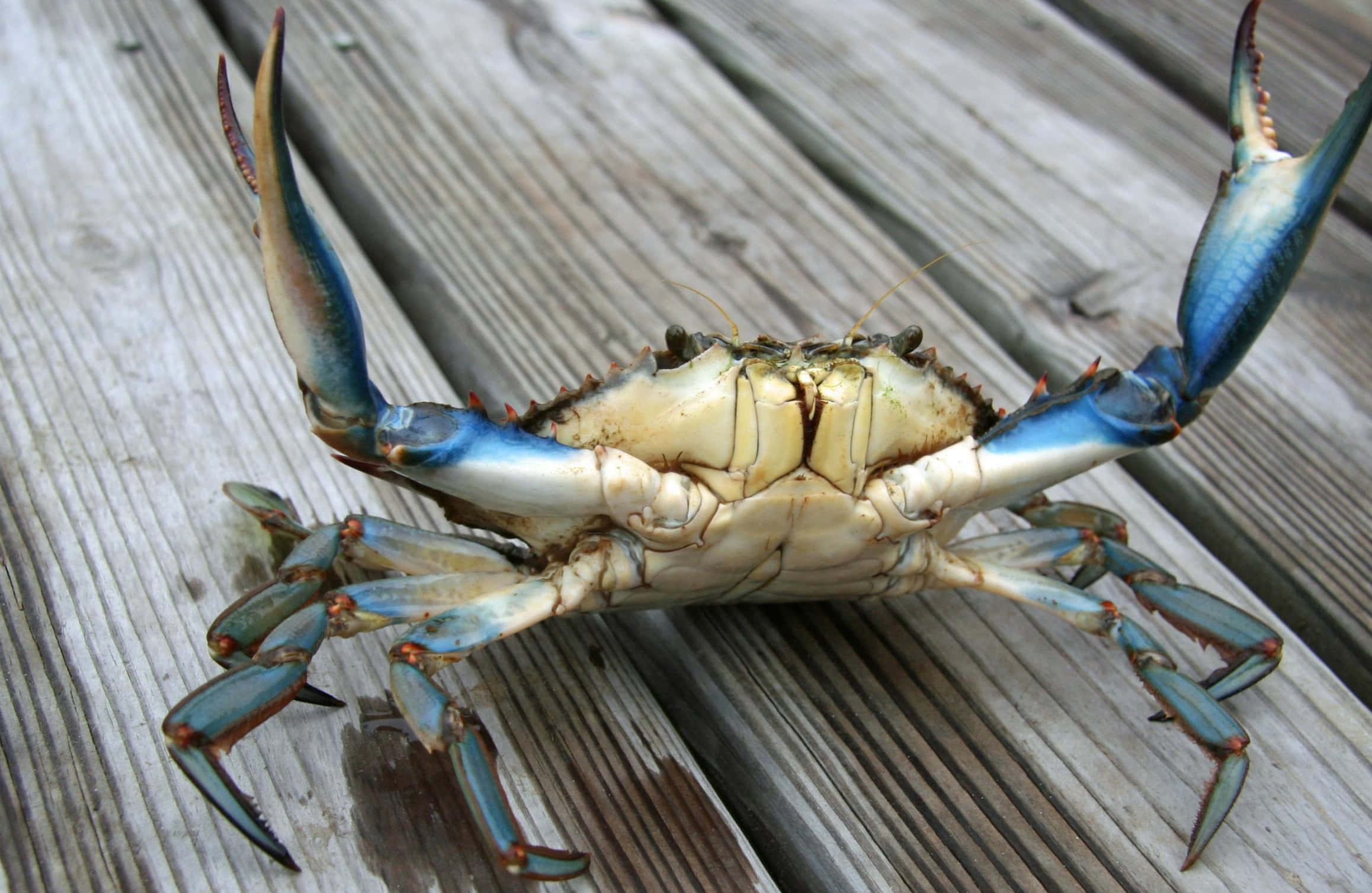 Blue Crab 桌布 壁紙 — 一隻擁有鮮豔藍色鉗子的藍蟹在自然日光下，棲息在風化的木板上。