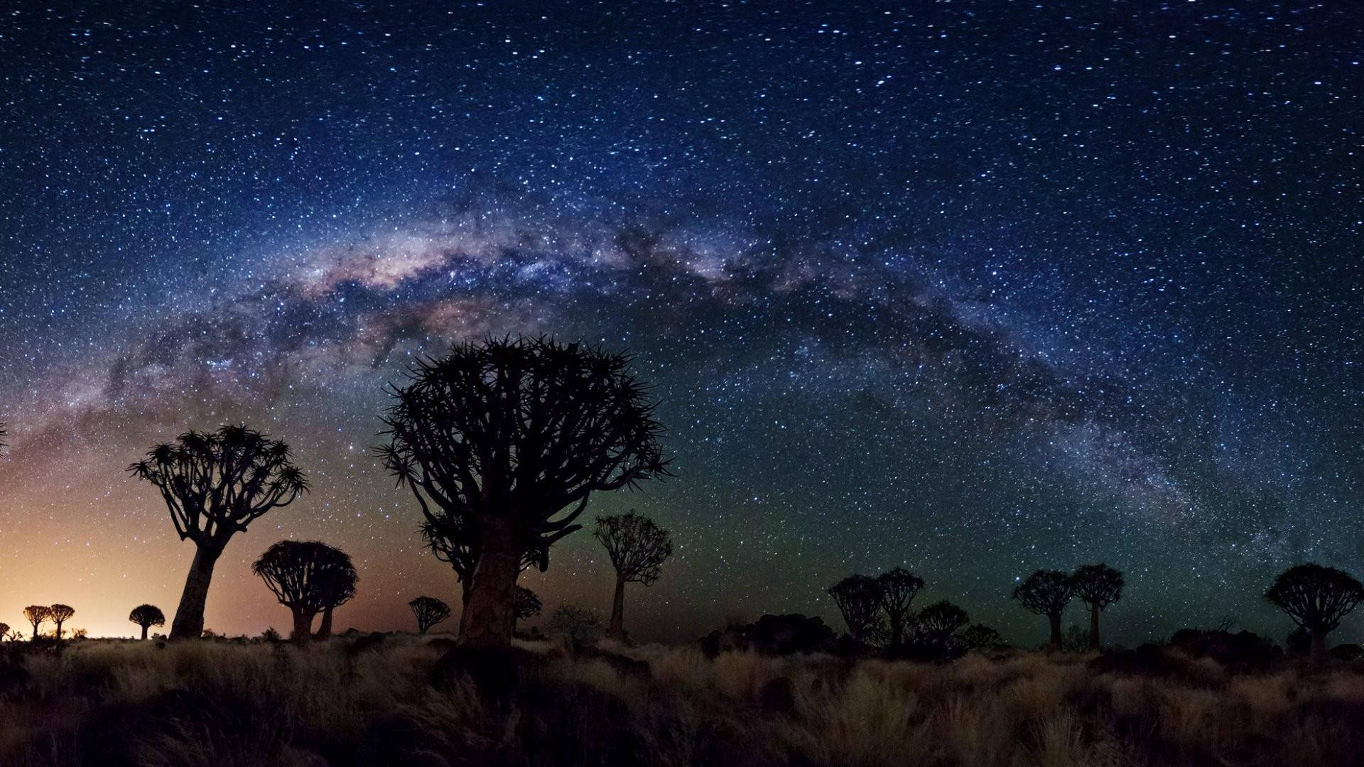箭袋樹在星空夜空中的剪影，銀河可見。