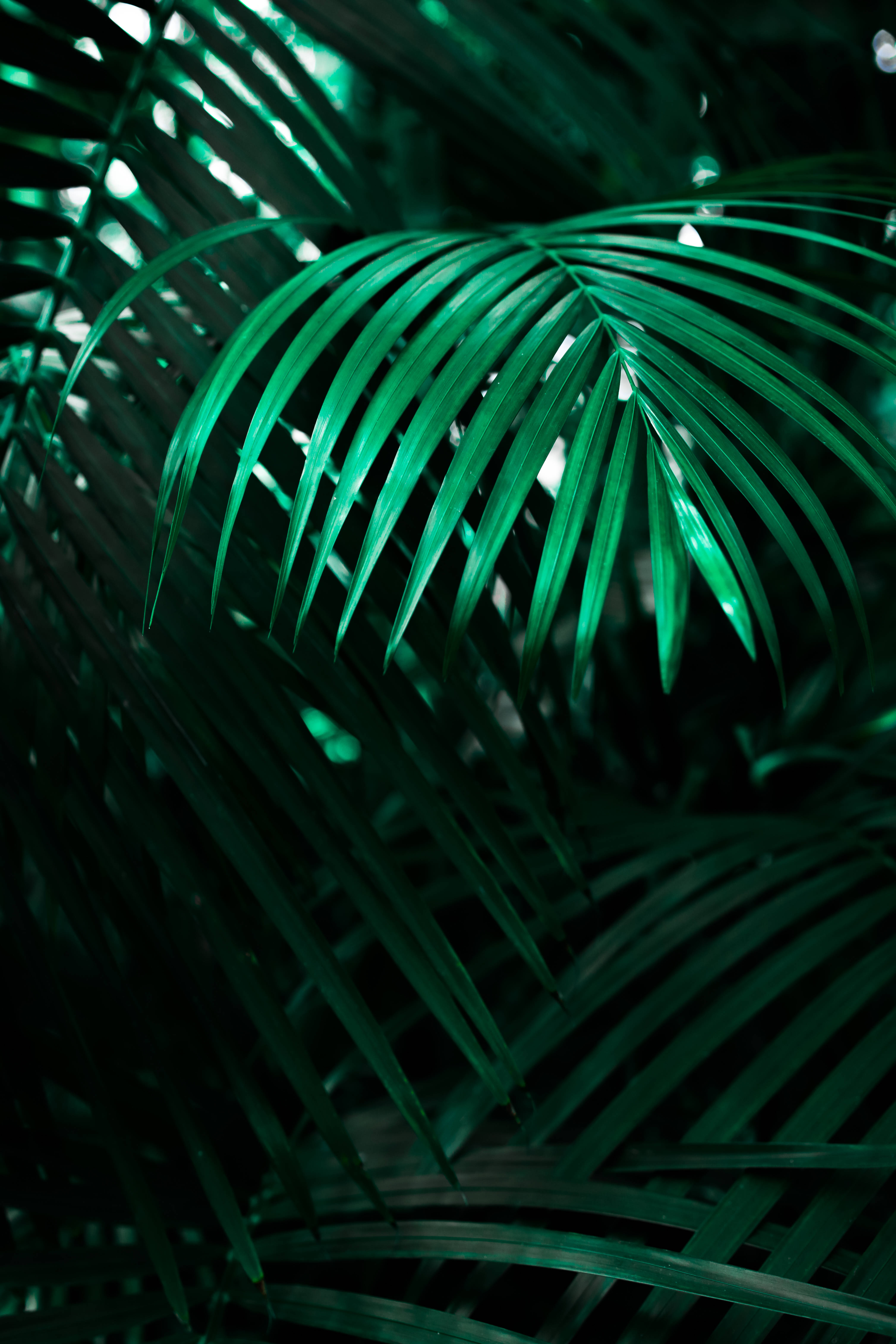型格Neon狼鎖定畫面Wallpaper 壁紙 — 充滿活力的翠綠棕櫚葉在黑暗叢林背景下發光，帶有背光效果。