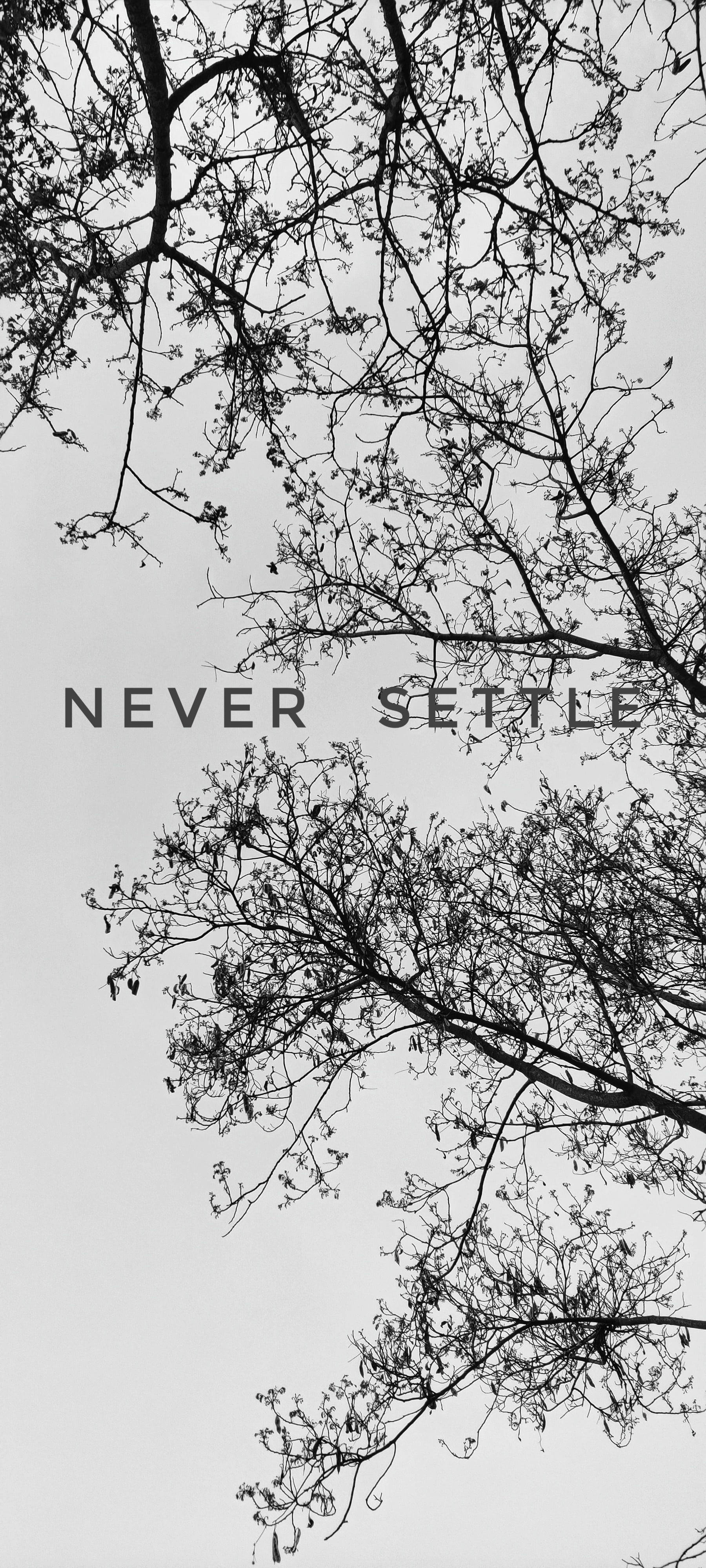 Never Settle 黑白樹木 壁紙 — 光禿的樹枝框住天空，並以單色顯示粗體文字 never settle。