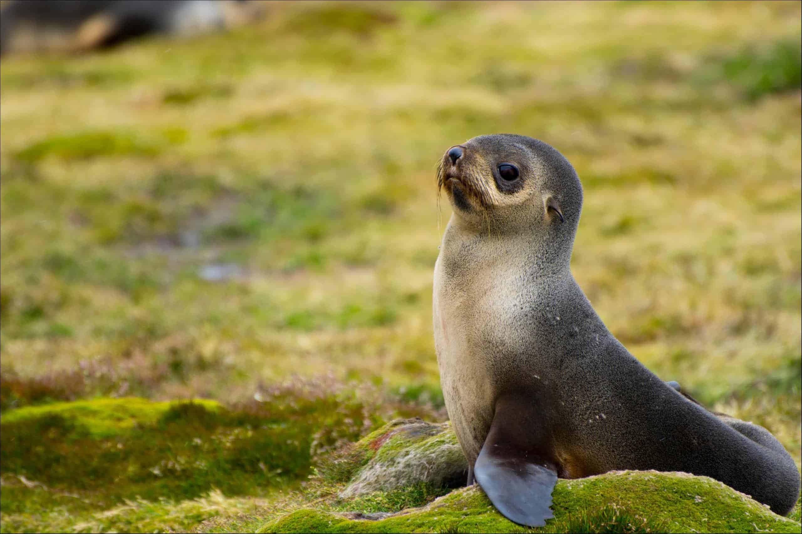 Southern Fur Seal 桌布 壁紙 — 一隻年輕的海豹幼崽警覺地坐在長滿苔蘚的石頭上，仰望柔和綠色草地的背景。