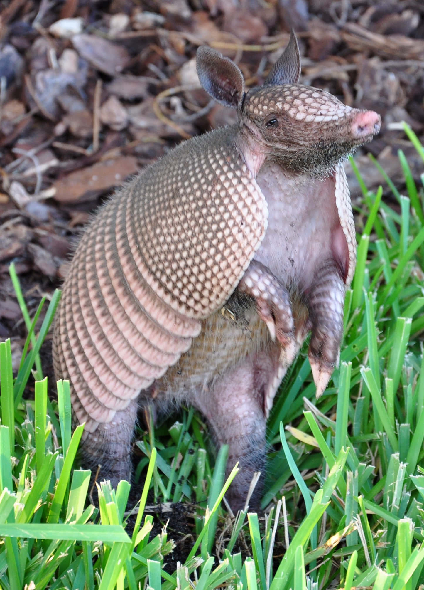 armadillo 桌布 壁紙 — 一隻年輕犰狳在明亮的日光下，站在鮮綠的草地上，周圍是乾燥的棕色落葉，保持警覺。