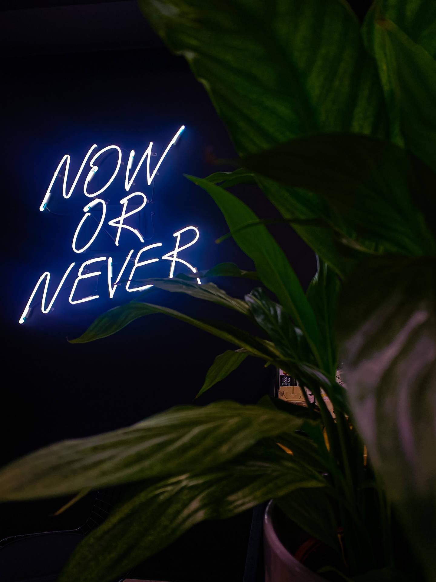 在昏暗房間的綠色葉片後，一個寫著「now or never」的藍色霓虹燈牌。