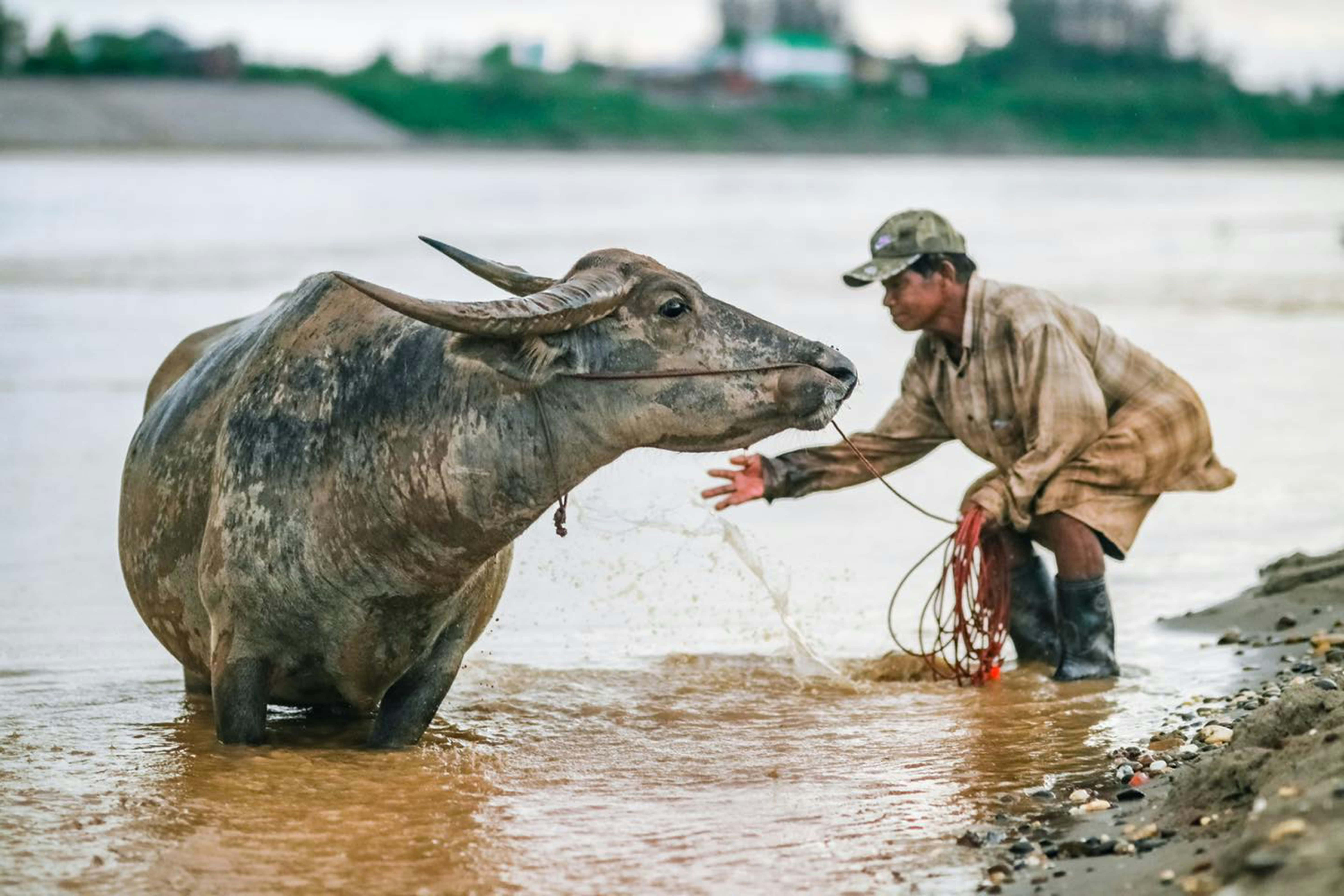 Water Buffalo 桌布 壁紙 — 農夫用繩子輕輕引導一頭泥濘的水牛穿過淺河。