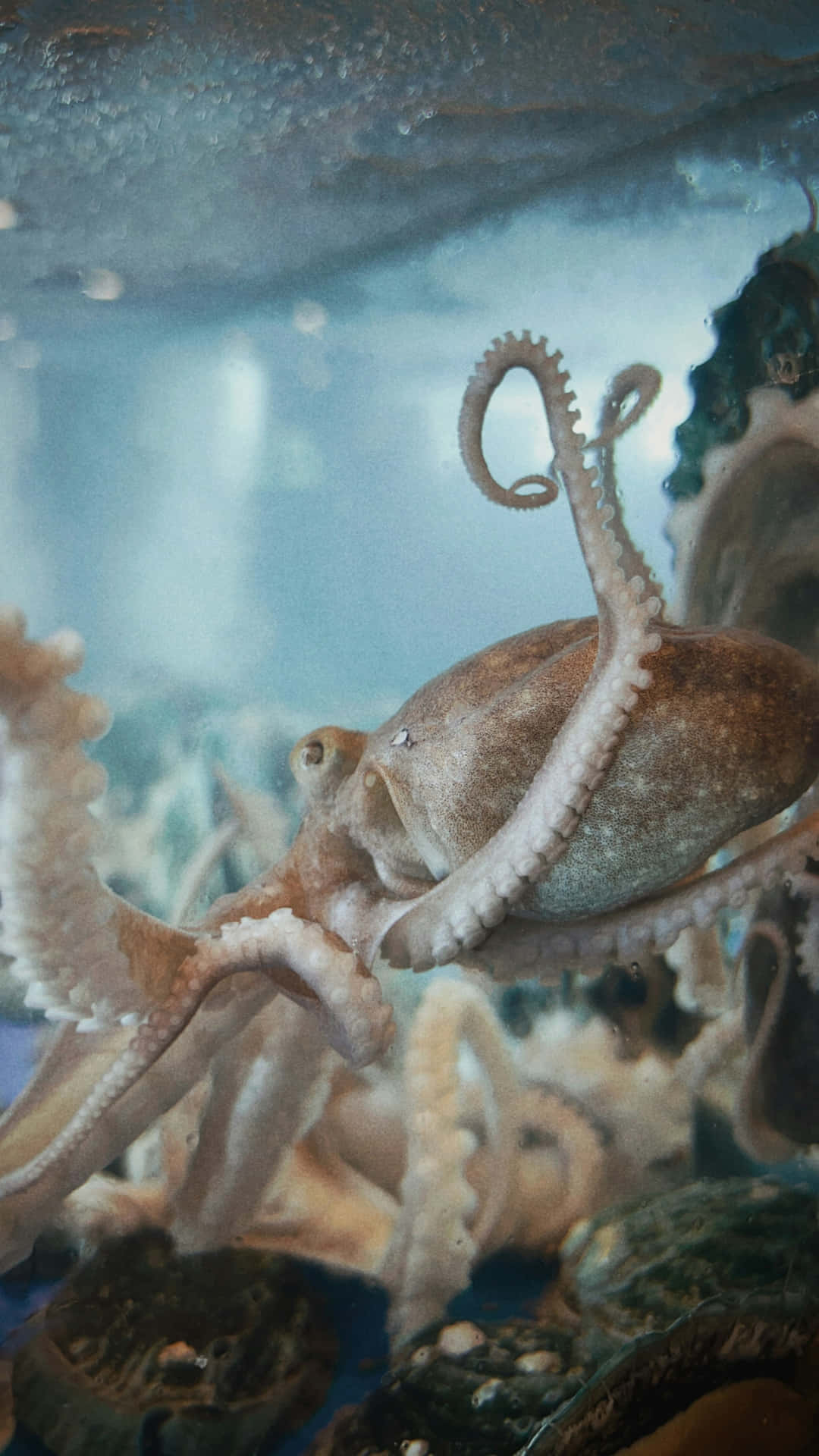  壁紙 — 一隻八爪魚在一個裝滿岩石和柔和藍色水的透明水族箱中優雅地捲曲其觸手。