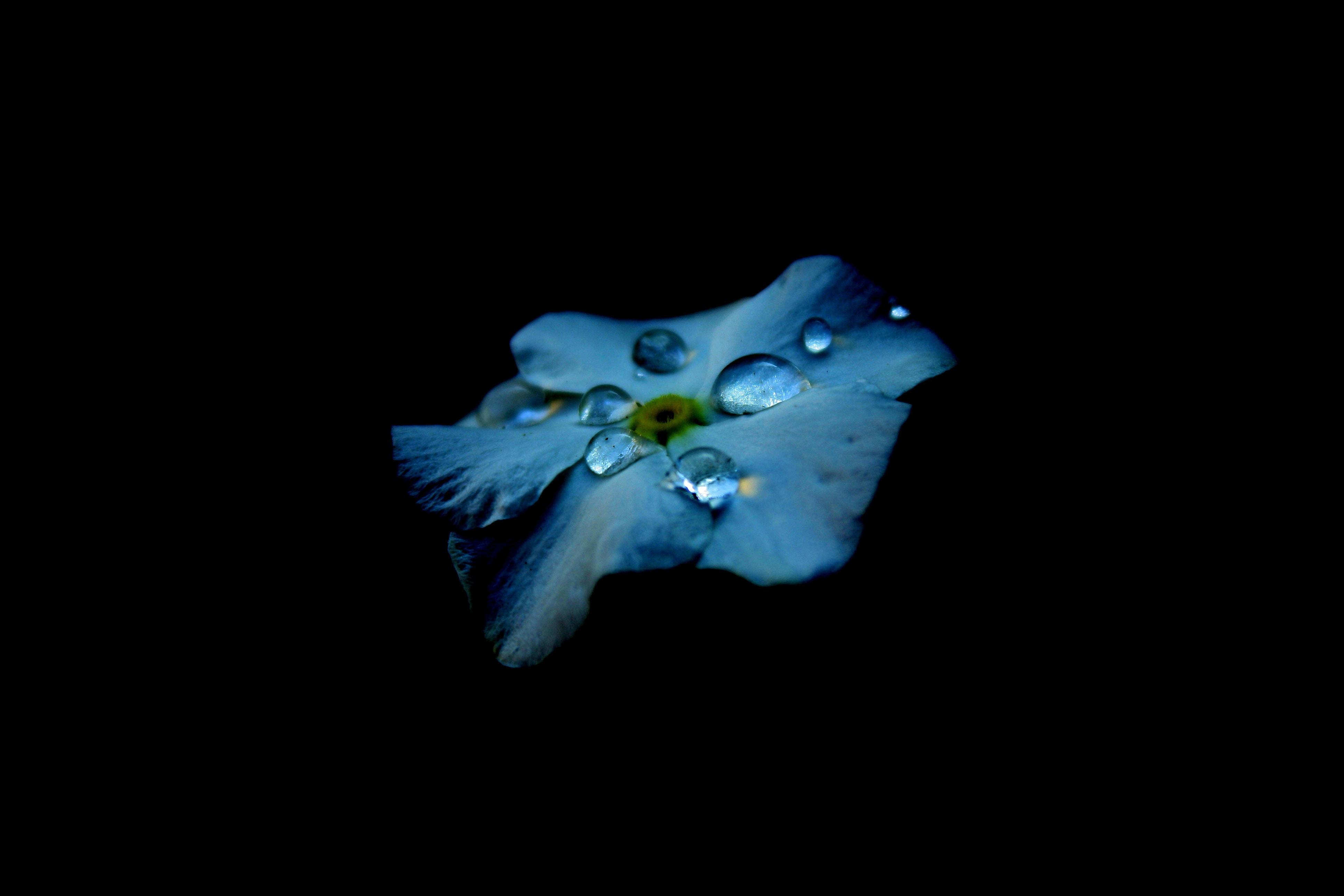 OLED螢幕上的藍色花朵與雨滴 壁紙 — 一朵藍色花朵，帶有閃閃發光的水珠，漂浮在純黑色背景上。