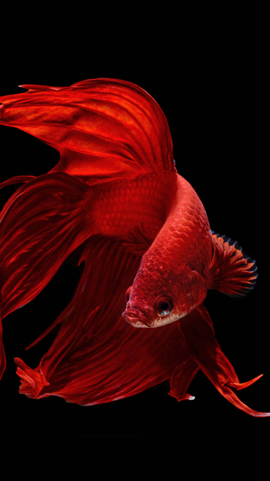 一條帶有流動魚鰭的紅色鬥魚在暗水中游動。