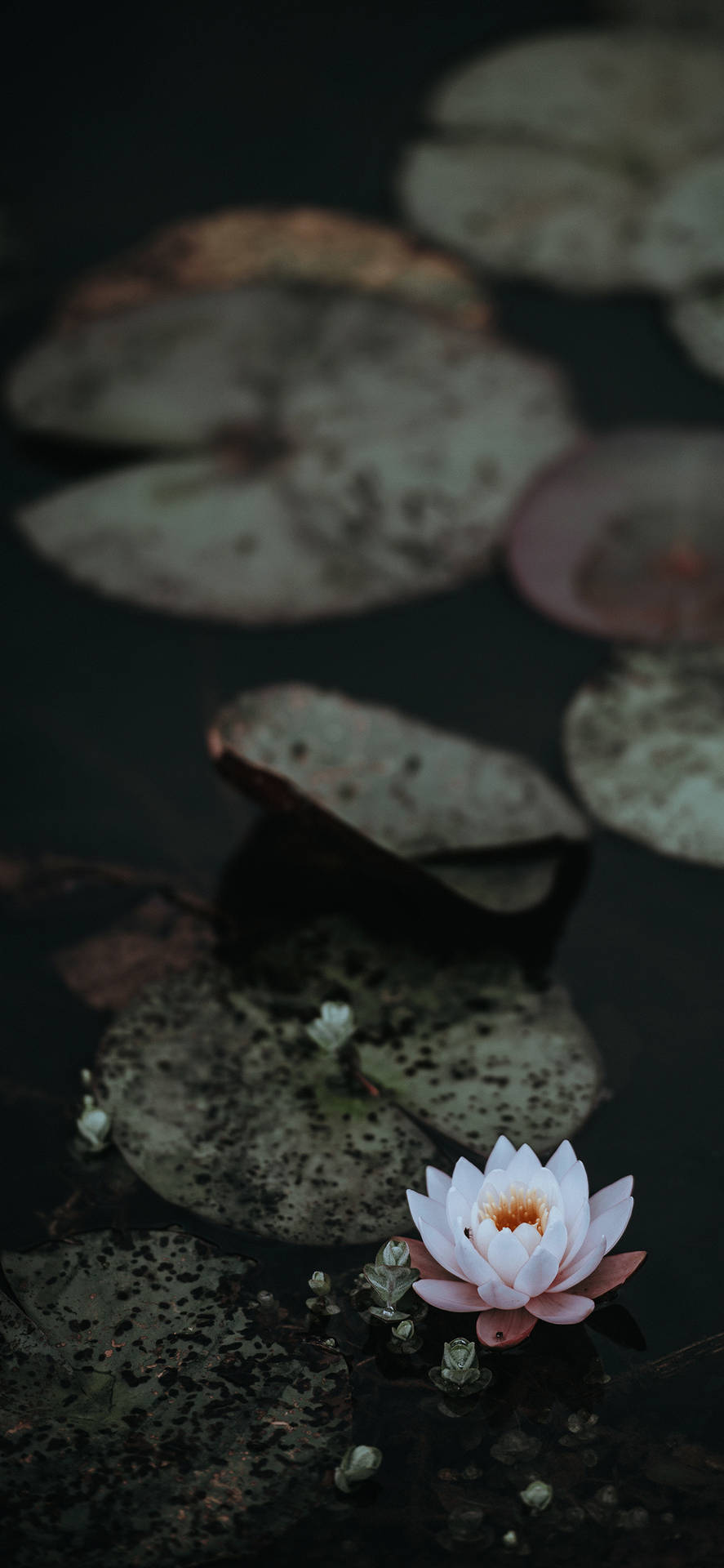 浮水蓮花