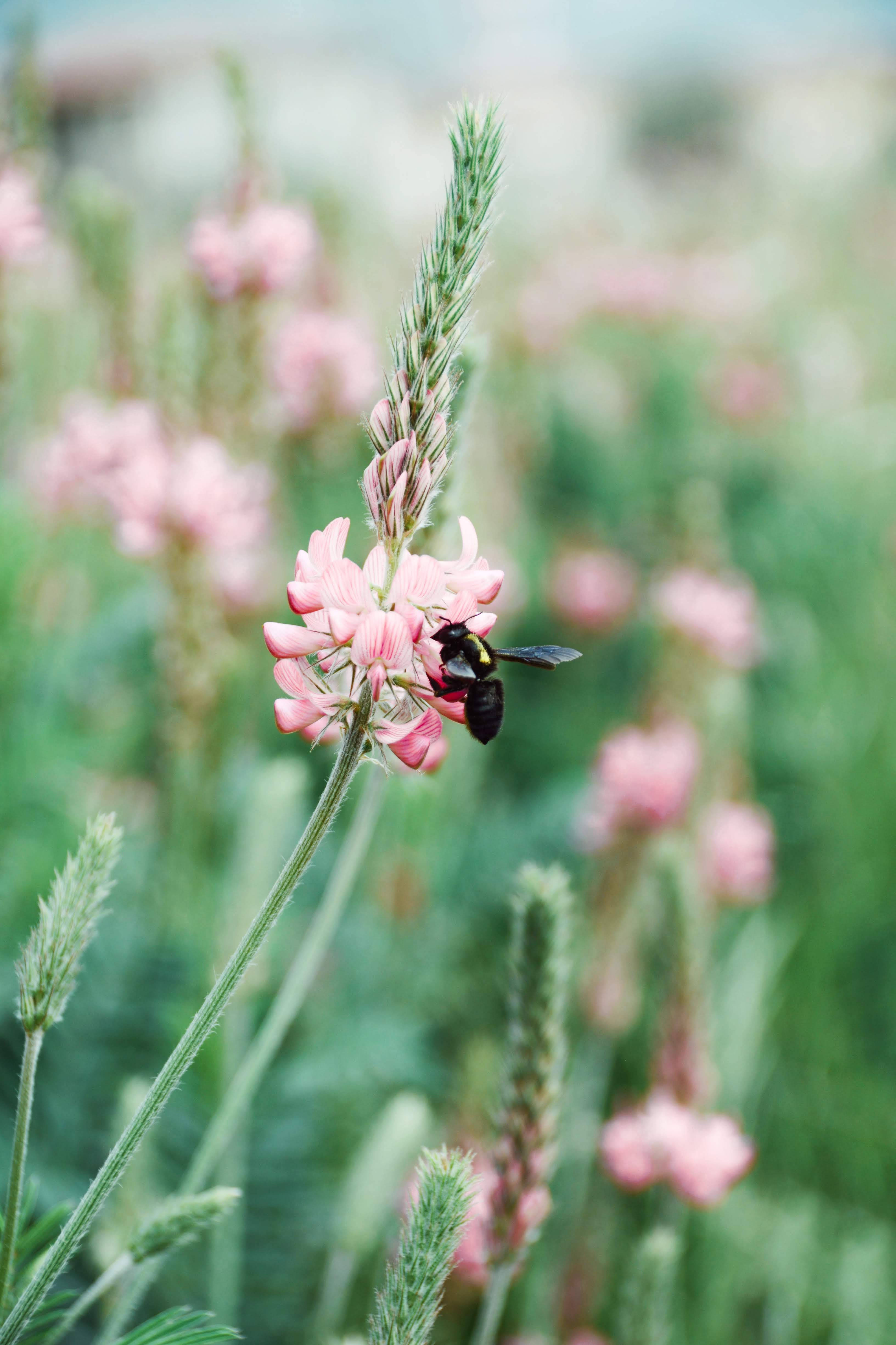 Onobrychis Viciifolia 花安卓壁紙 壁紙 — 一隻黑黃相間的蜜蜂降落在柔軟的綠色草地上的一朵精緻粉紅色花朵上，周圍有模糊的花朵。