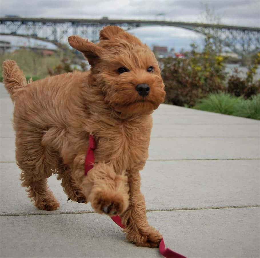 那就是我，一隻可愛的拉布拉多oodle幼犬！ 壁紙 — 一隻毛茸茸的紅棕色小狗精力充沛地在鋪砌的小路上奔跑，身後拖著一條紅色牽引繩。