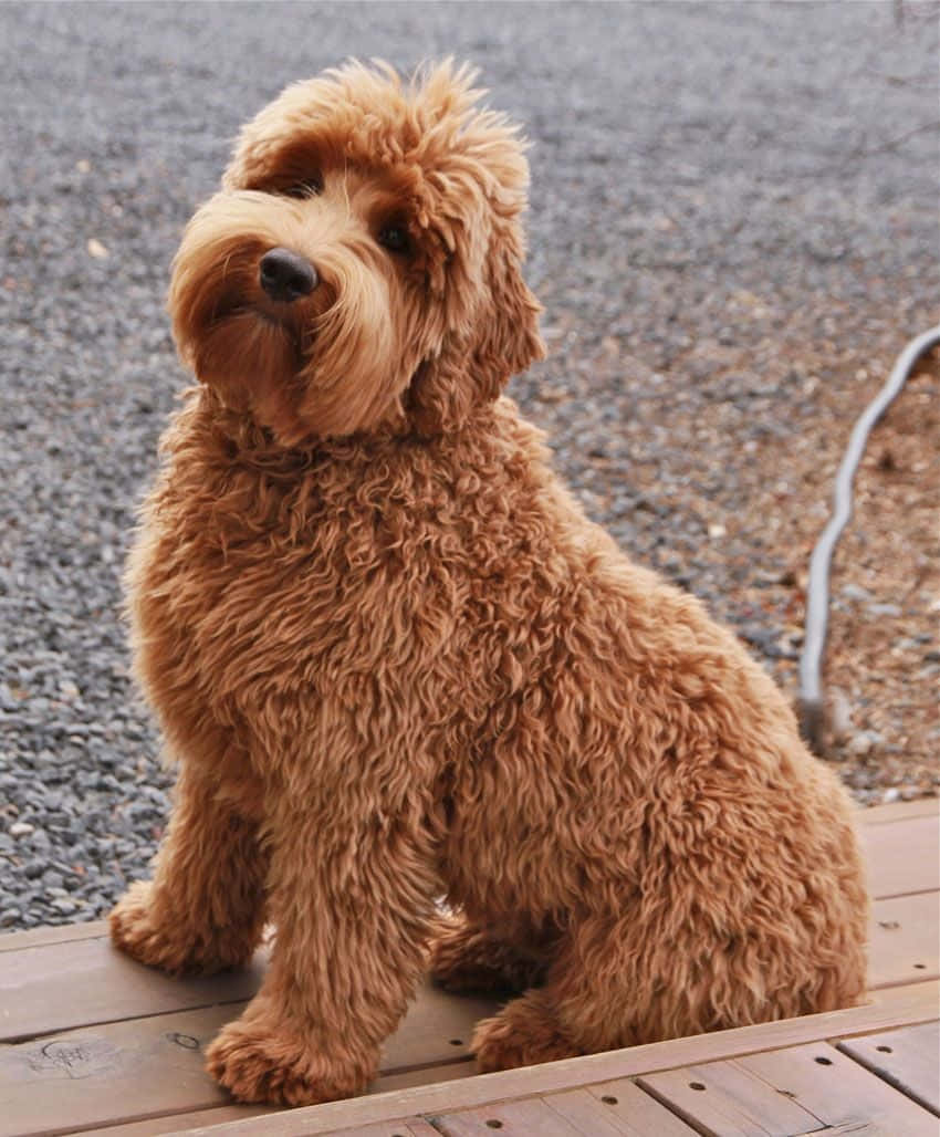 戴藍白條紋項圈的可愛拉布拉多oodle幼犬 壁紙 — 一隻毛茸茸的金毛貴賓犬在碎石背景前專注地坐在木甲板上。