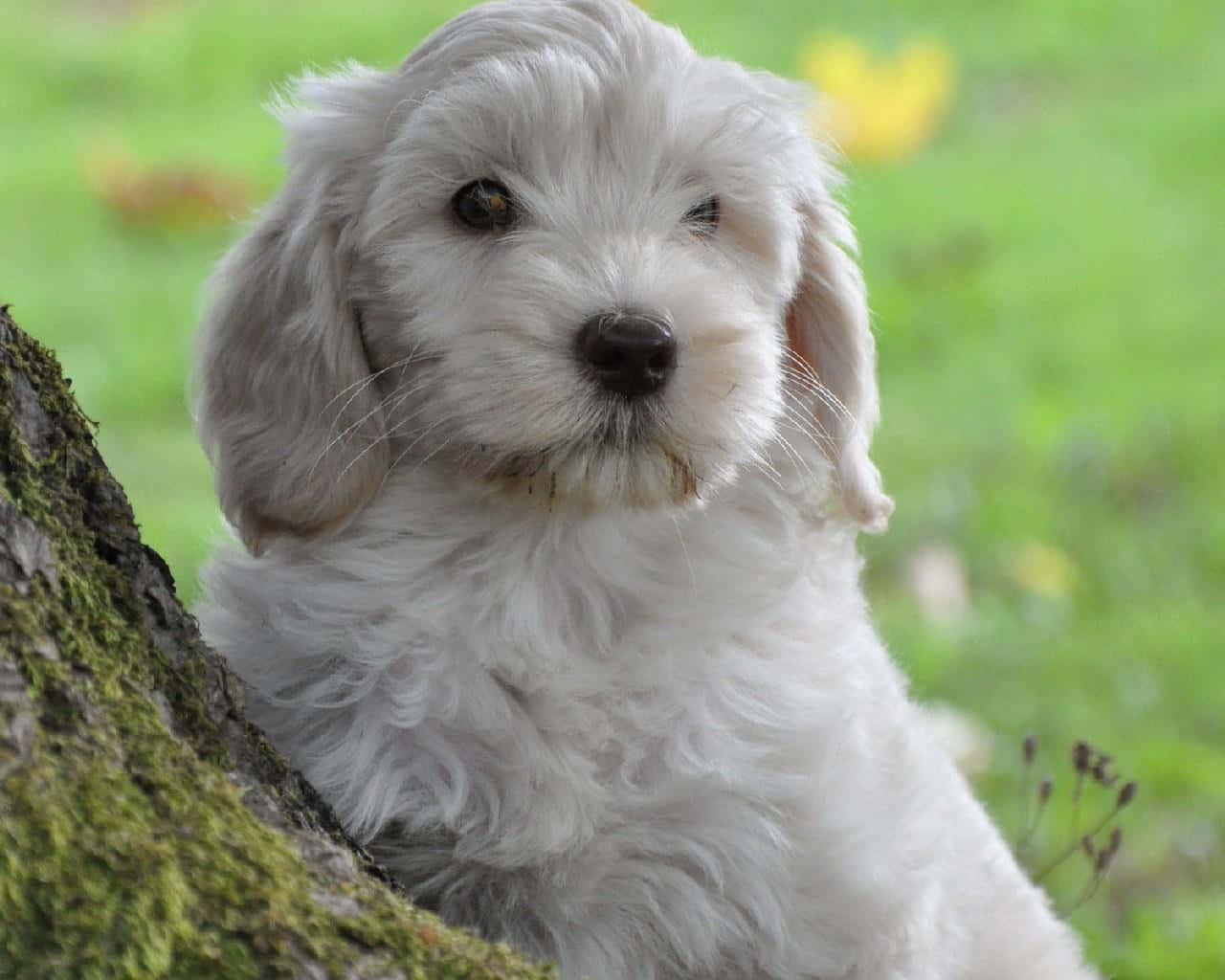 可愛拉布拉多oodle幼犬坐在白色柵欄前 壁紙 — 一隻毛茸茸的白色小狗，有著大大的深色眼睛，從長滿青苔的樹幹後面好奇地窺視著陽光明媚的草地。