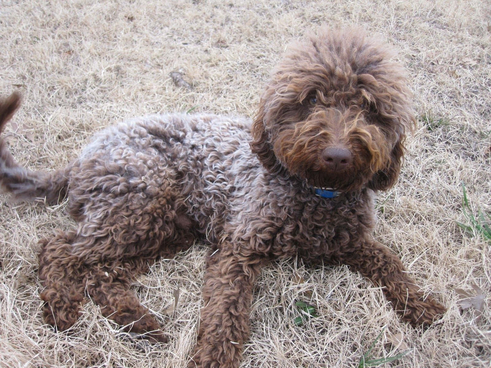 一隻活潑的拉布拉多oodle幼犬在玩耍 壁紙 — 一隻毛茸茸的棕色貴賓犬，捲曲的毛髮，放鬆地躺在乾草上，平靜地凝視著相機。