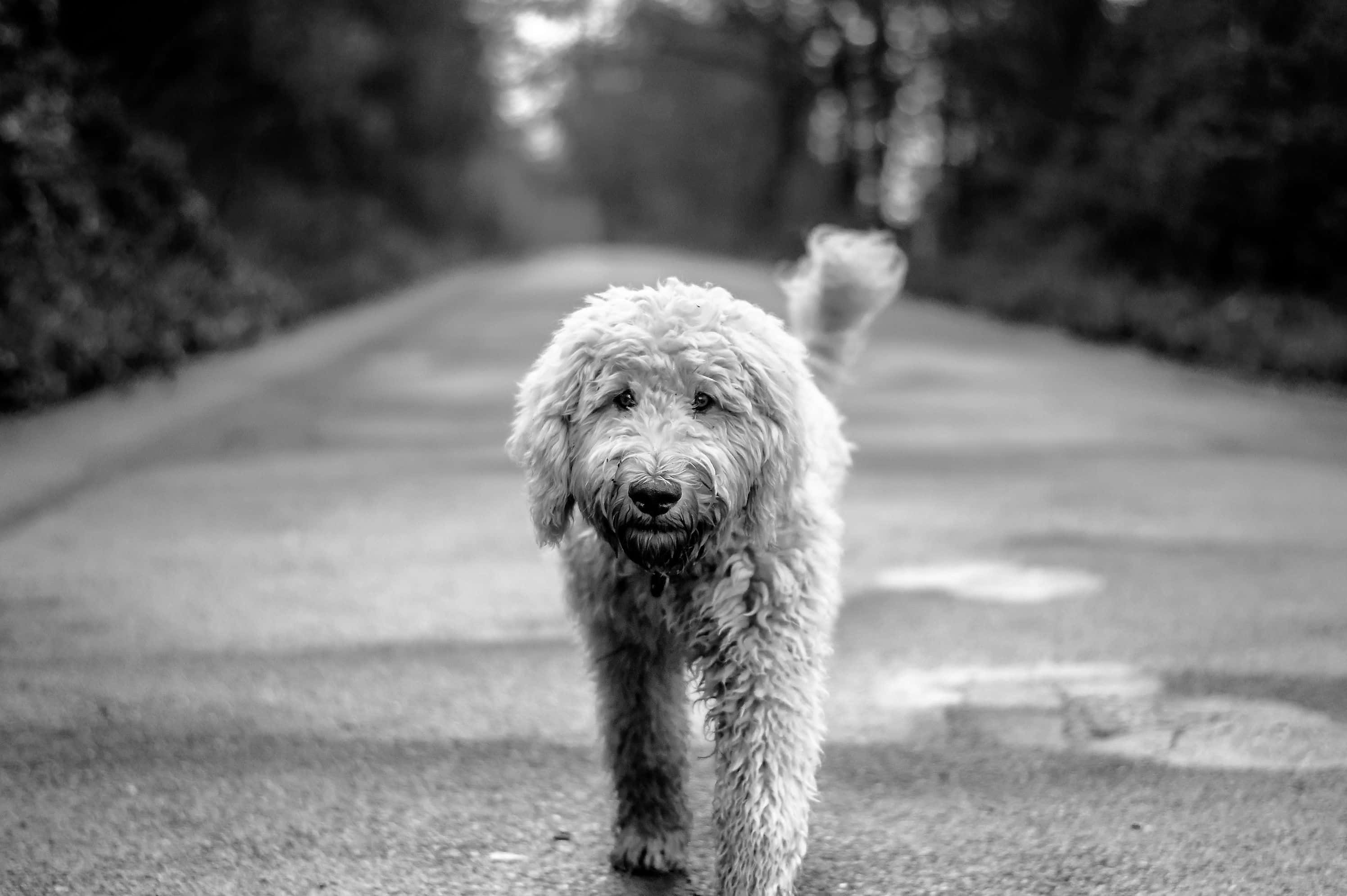 可愛拉布拉多oodle幼犬依偎著毛絨玩具 壁紙 — 一隻毛茸茸的白狗沿著樹木成蔭的道路走向鏡頭，黑白影像。
