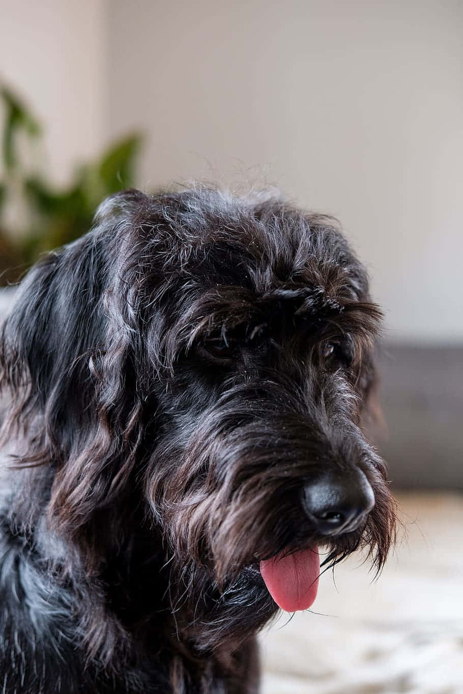 一隻可愛的拉布拉多oodle幼犬為相機擺姿 壁紙 — 特寫一隻毛茸茸的黑狗，伸出粉紅色舌頭，在室內看起來很放鬆。