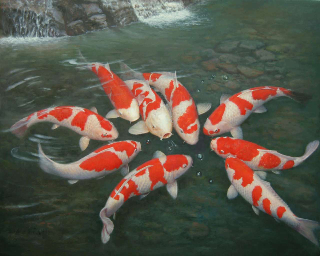橙白鯉魚群聚集瀑布旁