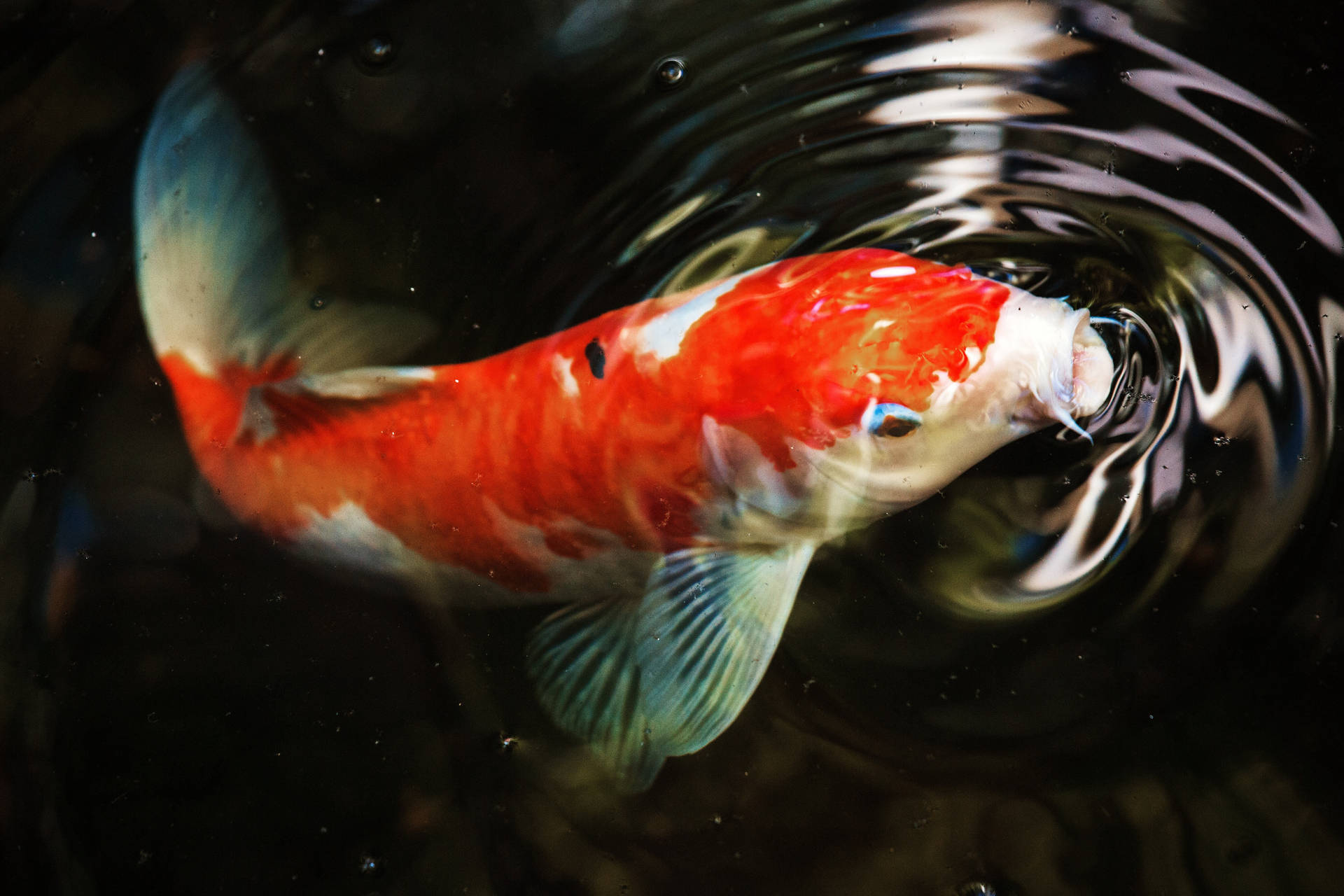 橙色錦鯉 4K 超高清魚