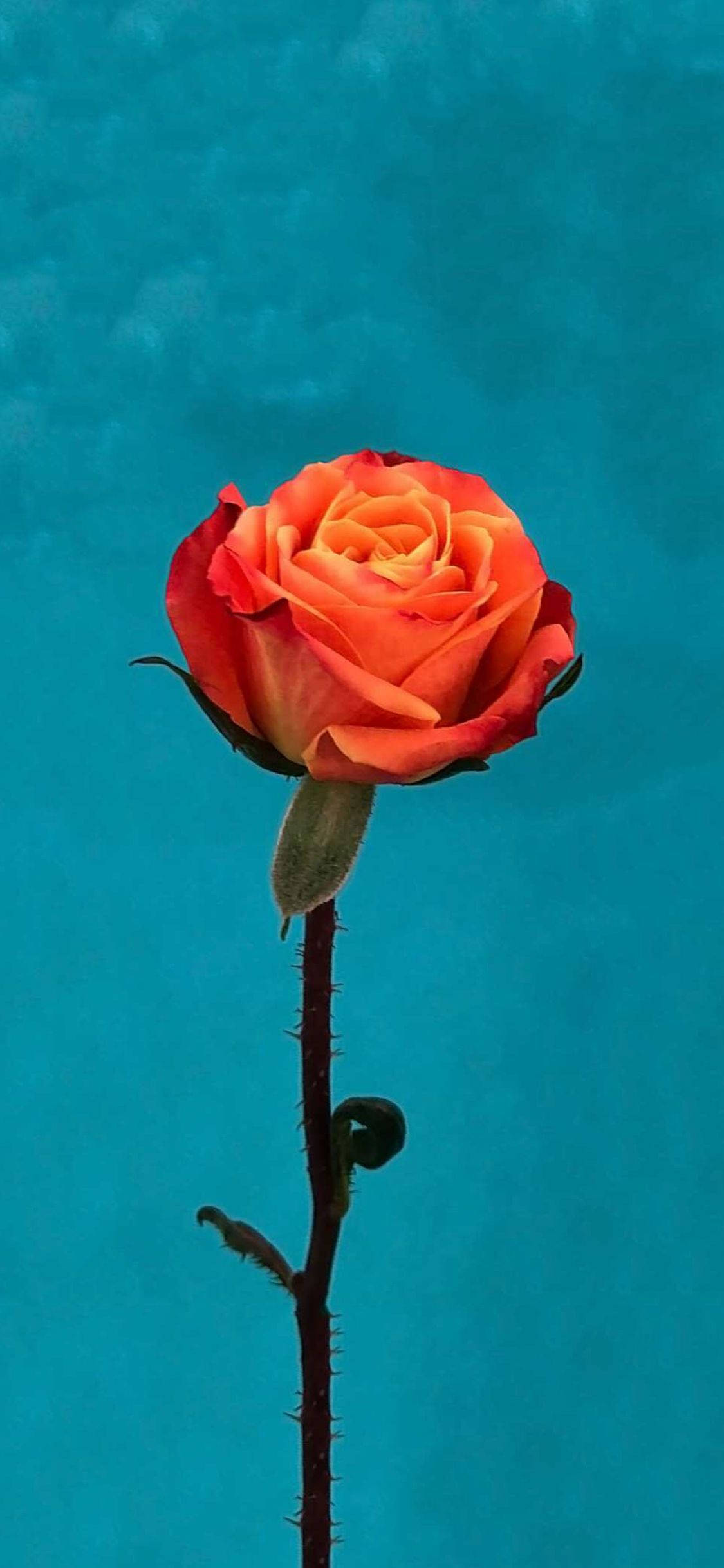 Orange Rose Flower Apple 壁紙 — 一朵鮮豔的橙色玫瑰，帶有漸變中心，在純青色背景上綻放。
