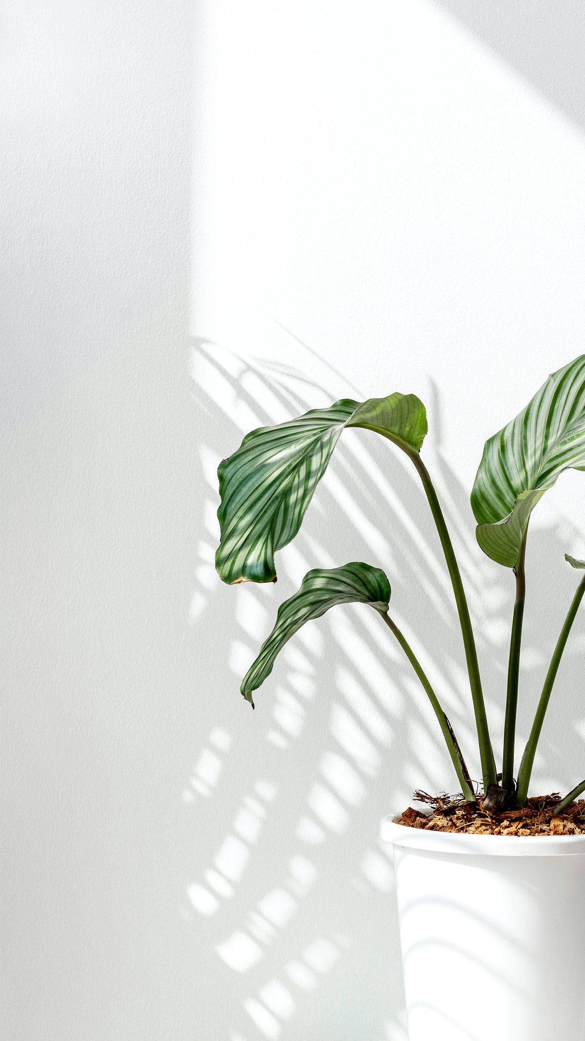 Orbifolia 祈禱植物自然光 壁紙 — 一盆竹芋植物在柔和自然光下，於明亮的白色牆壁上投下精緻的葉影。