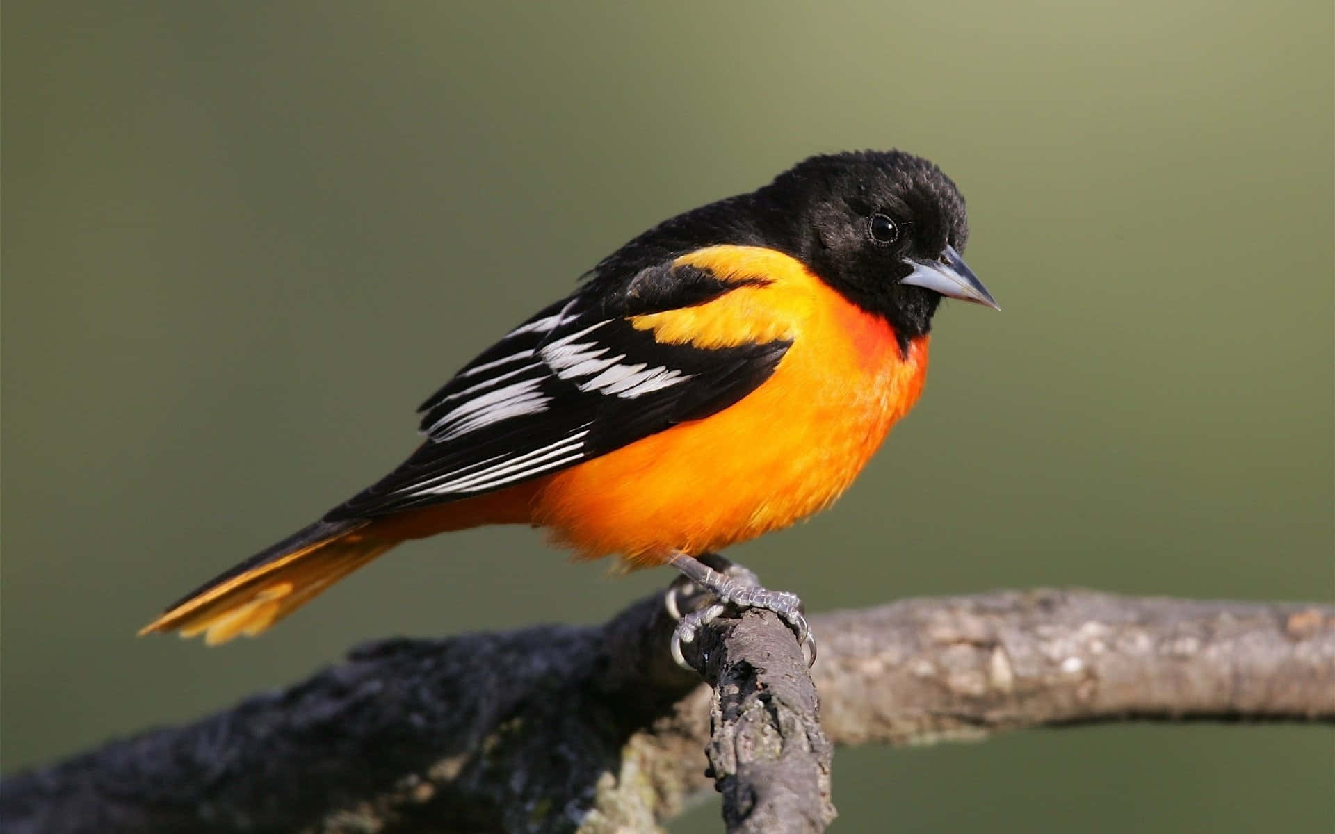 oriole鳥棲息於其自然棲息地的樹上 壁紙 — 一隻色彩鮮豔的雄性巴爾的摩黃鸝棲息在粗糙的樹枝上，展示其火橙色的胸部和帶有白色條紋的黑色翅膀。