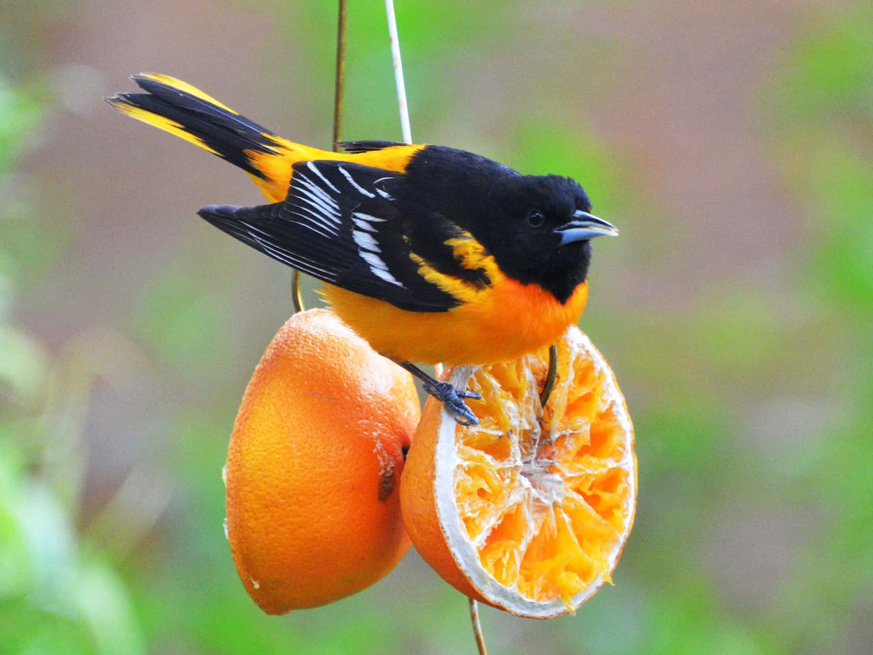 巴爾的摩oriole鳥棲息於橙果動物攝影圖 壁紙 — 一隻鮮豔的黑橙色鳥兒棲息在半個橙子上，啄食多汁的果肉，背景是柔和的綠色。