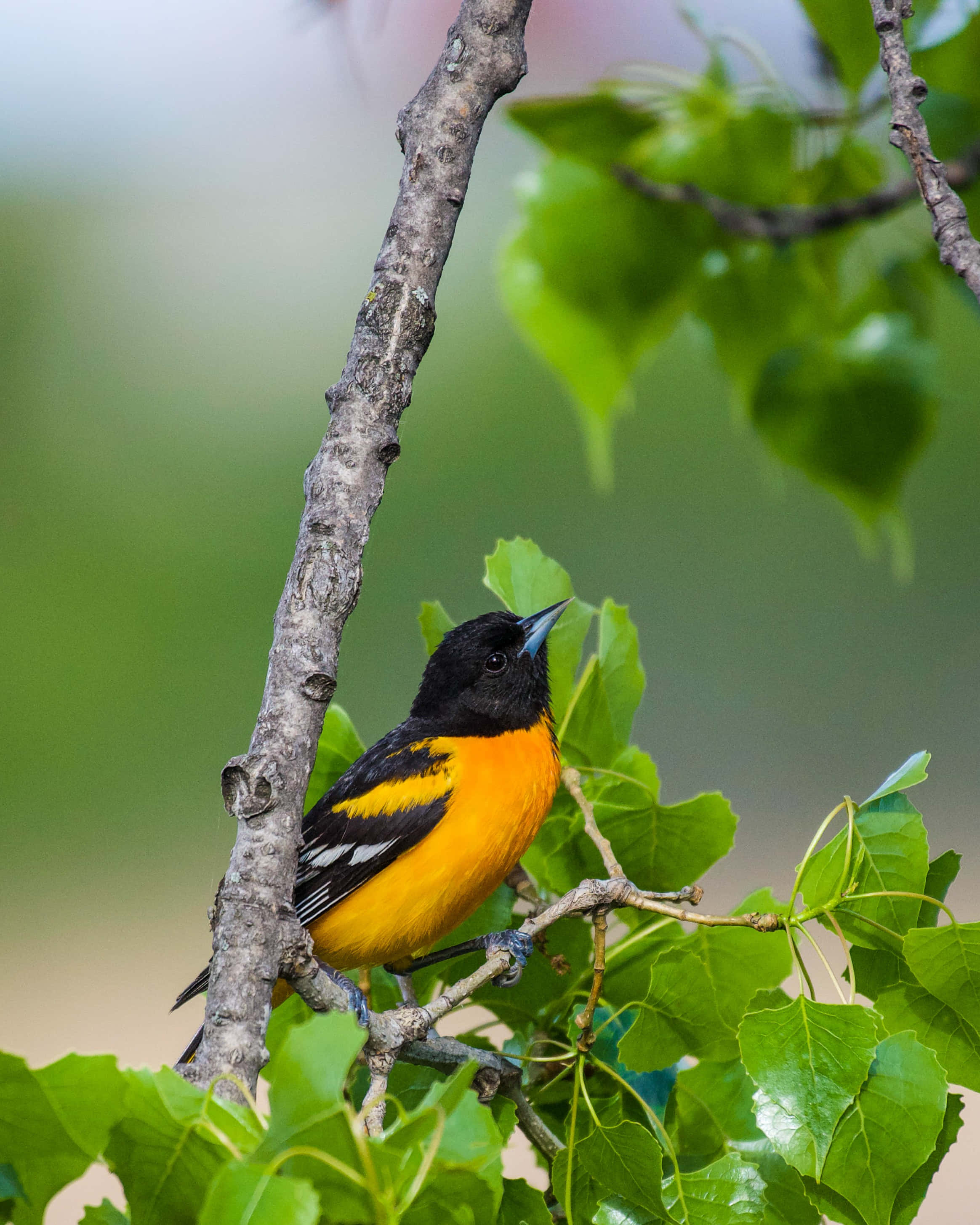 雄偉的orioles鳥 壁紙 — 一隻鮮豔的橙色和黑色鳥兒棲息在紋理分明的樹枝上，周圍是茂密的綠葉。