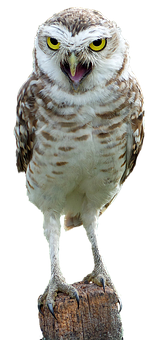 棲息的穴 owl 端莊肖像 壁紙