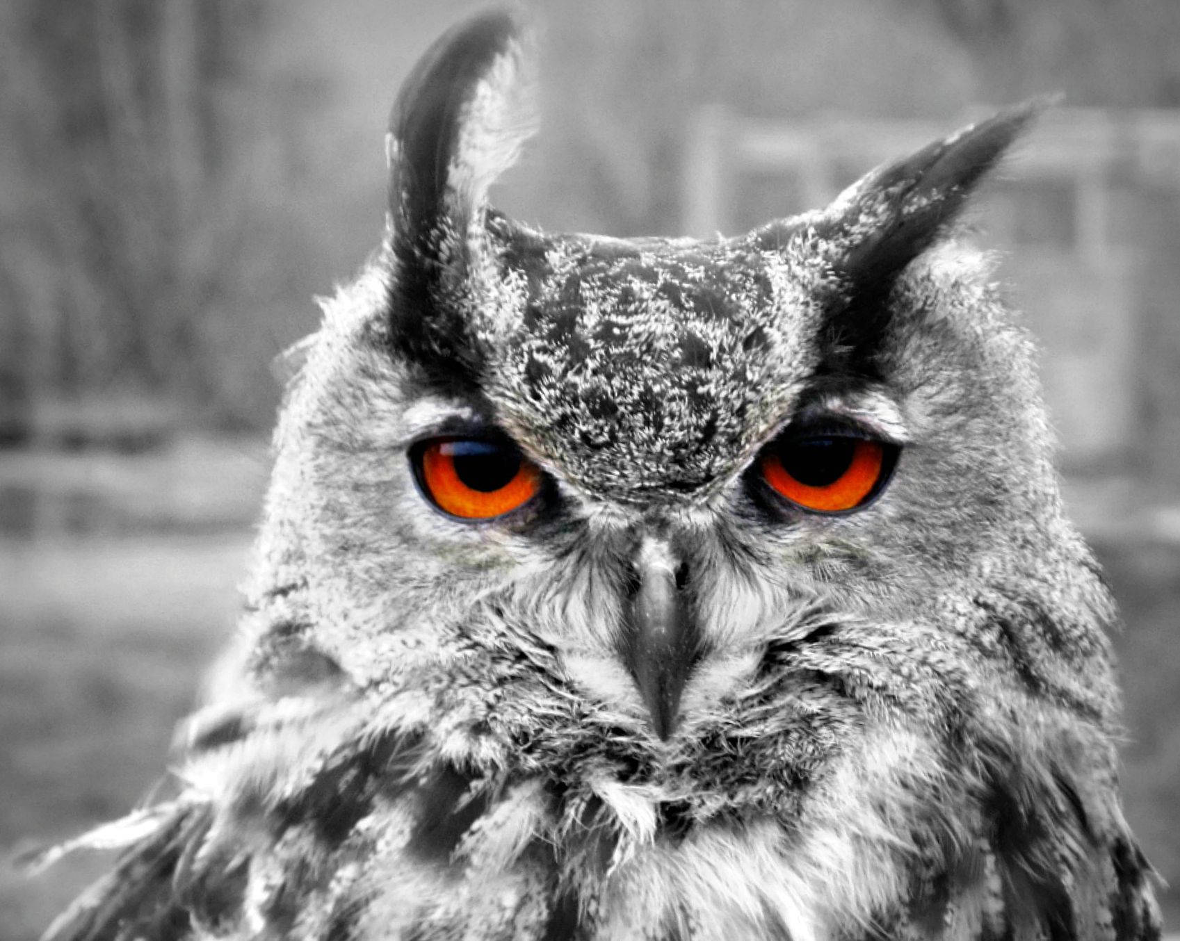 動物星球鷹 Owl 壁紙 — 一隻雪鴞嘅特寫，佢有對銳利嘅橙色眼睛，喺模糊嘅單色背景下強烈凝視。