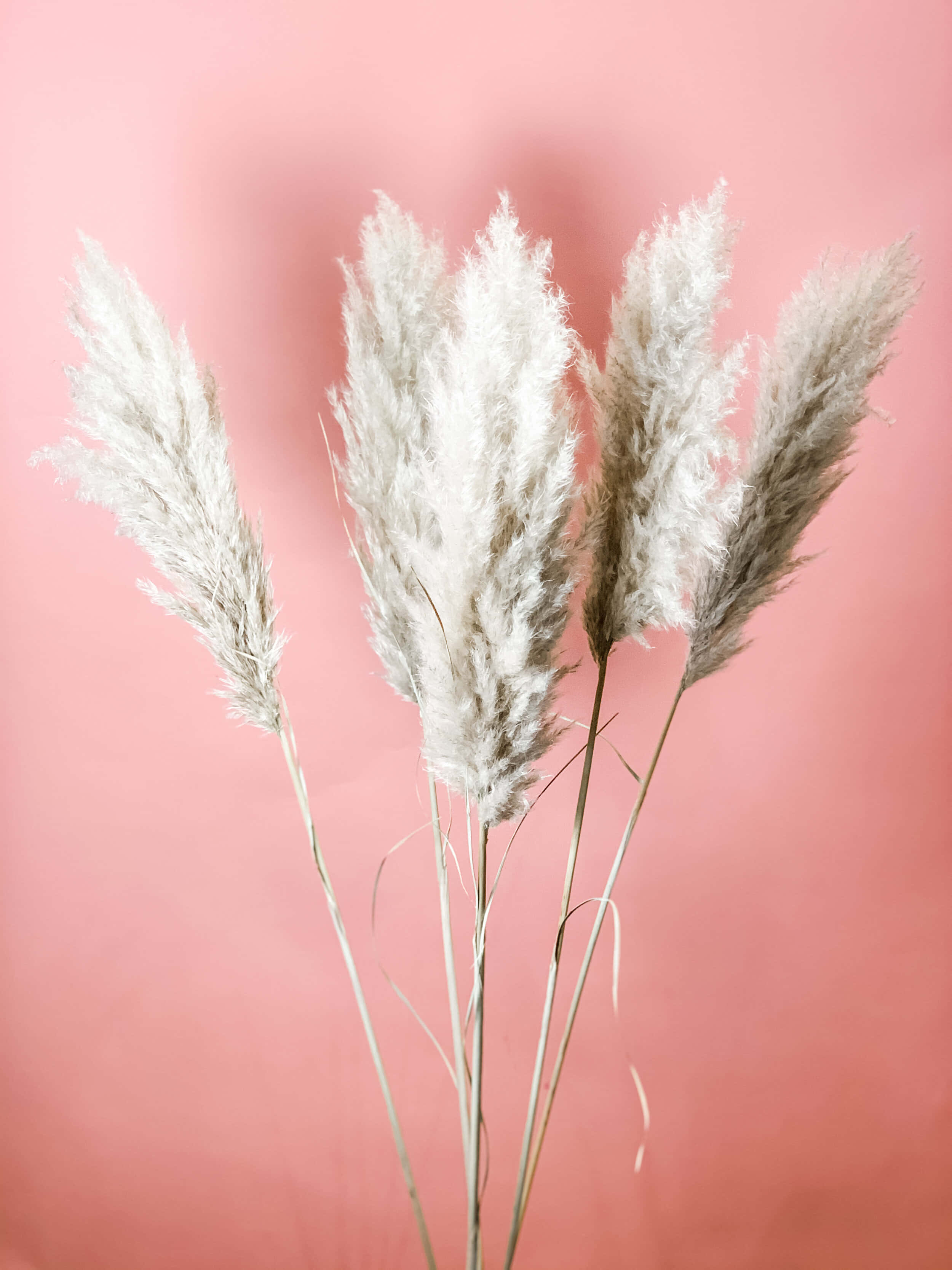 Pampas Grass 背景與陰影 壁紙 — 柔軟的白色蒲葦羽狀花穗在光滑的粉彩粉紅色背景上高高聳立。