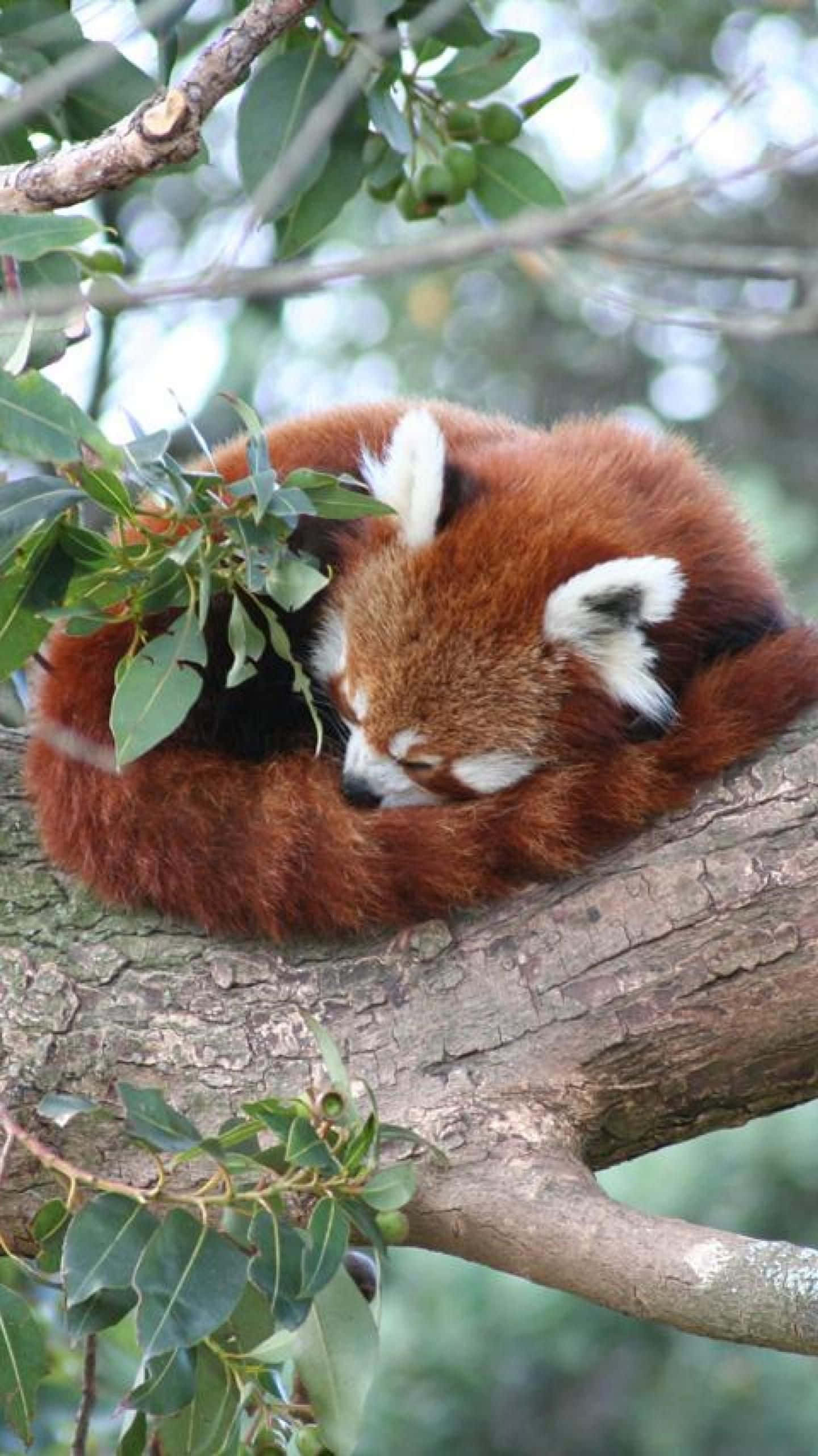 一隻可愛的紅 Panda 爬在樹枝上打盹 壁紙 — 一隻毛茸茸嘅小熊貓喺樹枝上蜷縮住瞓覺，周圍係綠葉同柔和嘅自然光。