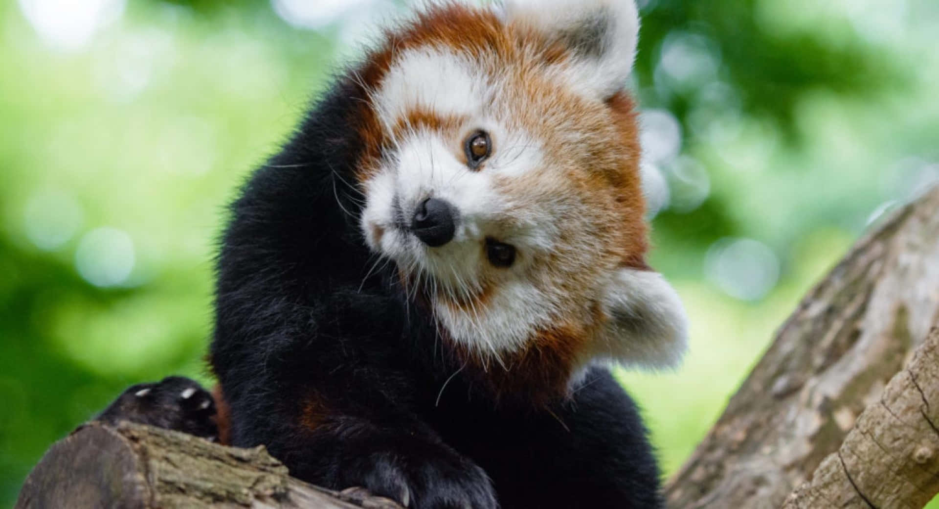 可愛紅 Panda 在樹上擺姿勢 壁紙 — 一隻好奇嘅小熊貓企喺樹枝上，背景係茂密嘅綠色樹葉，輕輕模糊咗。