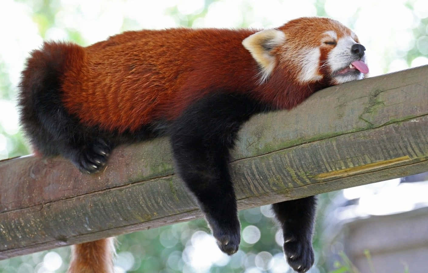 可愛紅 Panda 在竹子上睡覺的照片 壁紙 — 一隻小熊貓懶洋洋地躺在風化的木樑上，伸出舌頭，閉上眼睛，享受寧靜的滿足感。