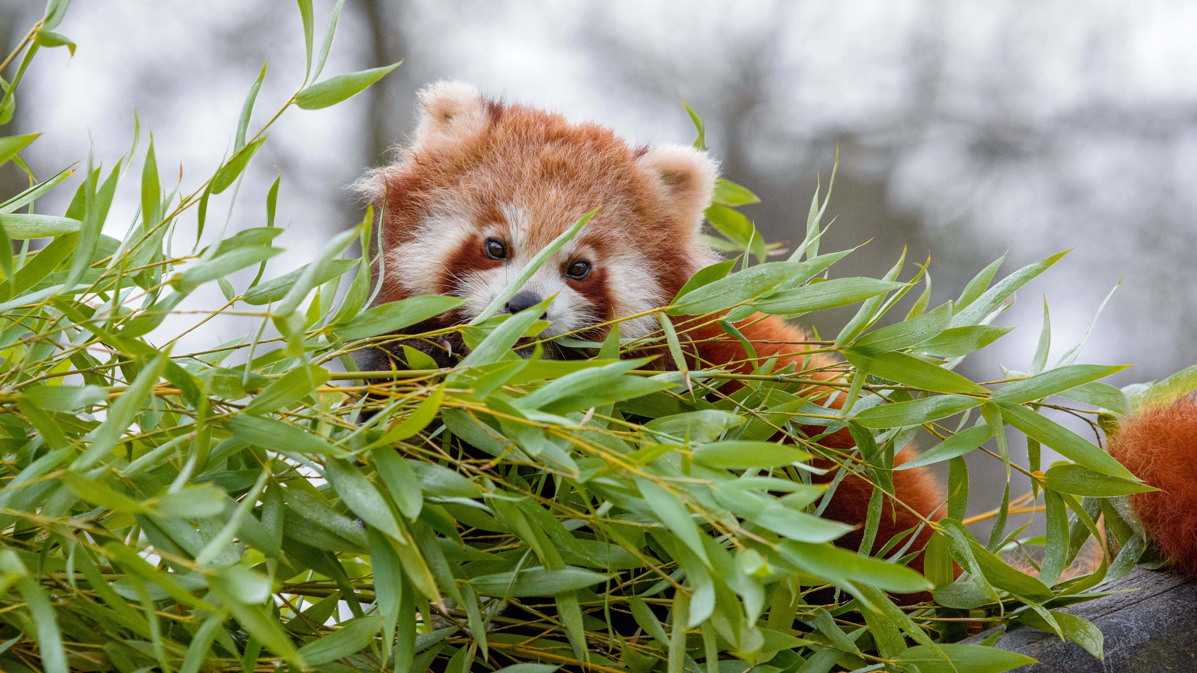 紅 Panda 球狀蜷縮打盹 壁紙 — 一隻好奇嘅小熊貓喺霧氣瀰漫嘅森林環境中，透過充滿活力嘅綠色竹葉窺視。