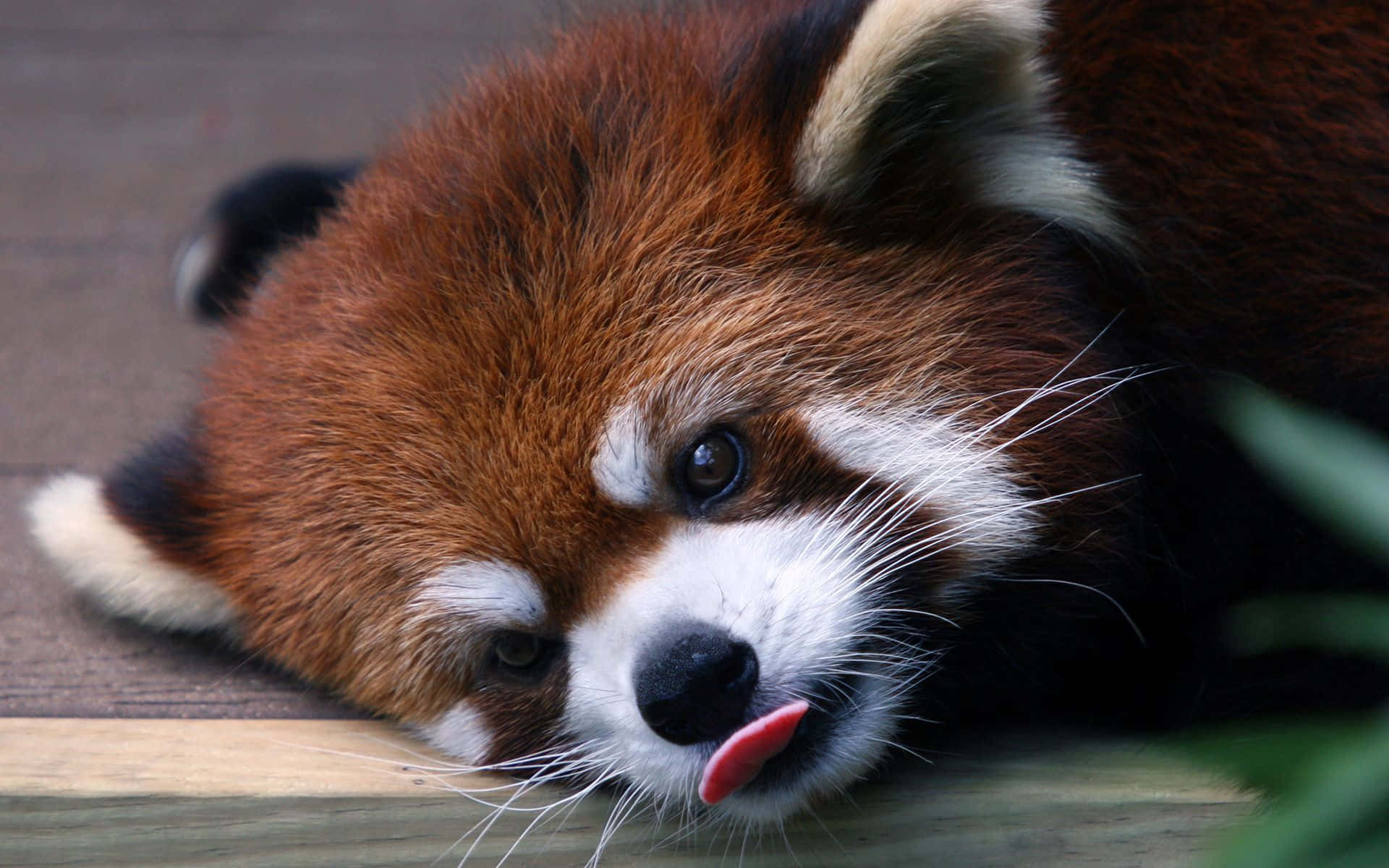 可愛紅 panda 幼崽舌頭外伸圖 壁紙 — 紅熊貓將頭靠在木頭上，舔著嘴唇，露出好奇眼神的特寫。