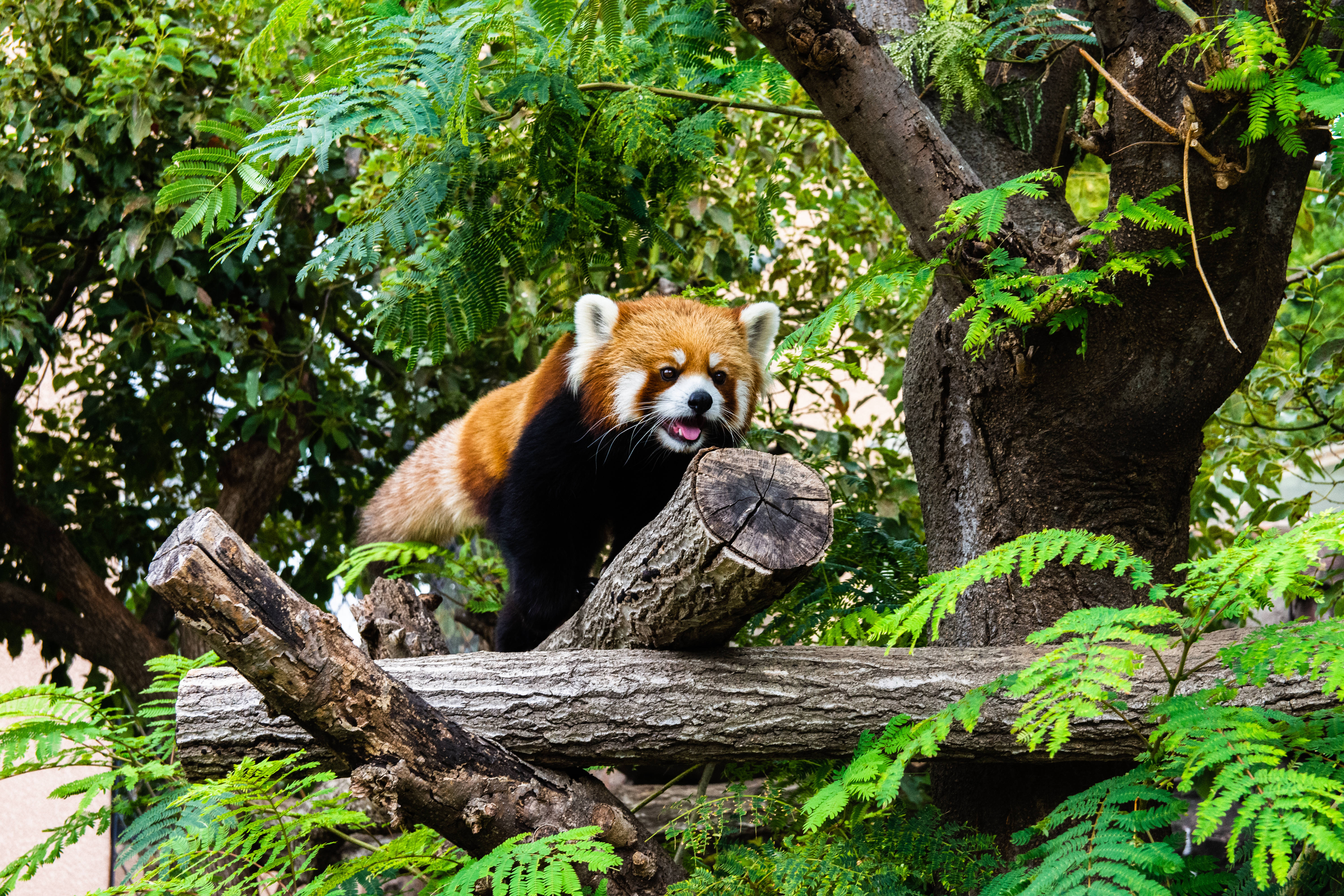 紅 Panda 在樹幹上爬行 壁紙 — 一隻小熊貓頑皮地棲息在樹枝上，周圍是茂密的綠色樹葉。