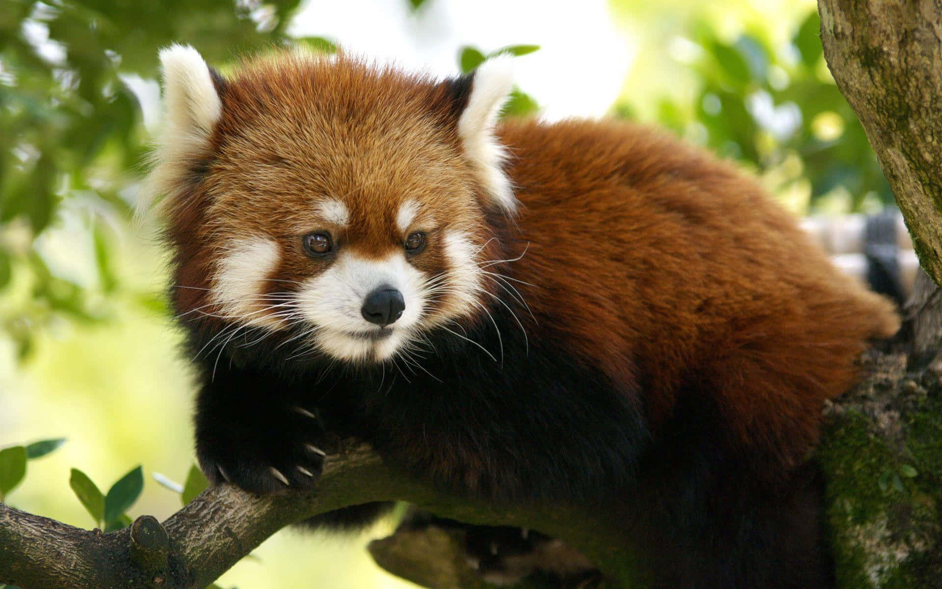 可愛紅 panda 躺在樹枝上照片 壁紙 — 一隻毛茸茸嘅小熊貓企喺樹枝上，周圍係綠葉，沐浴喺明亮嘅陽光下。