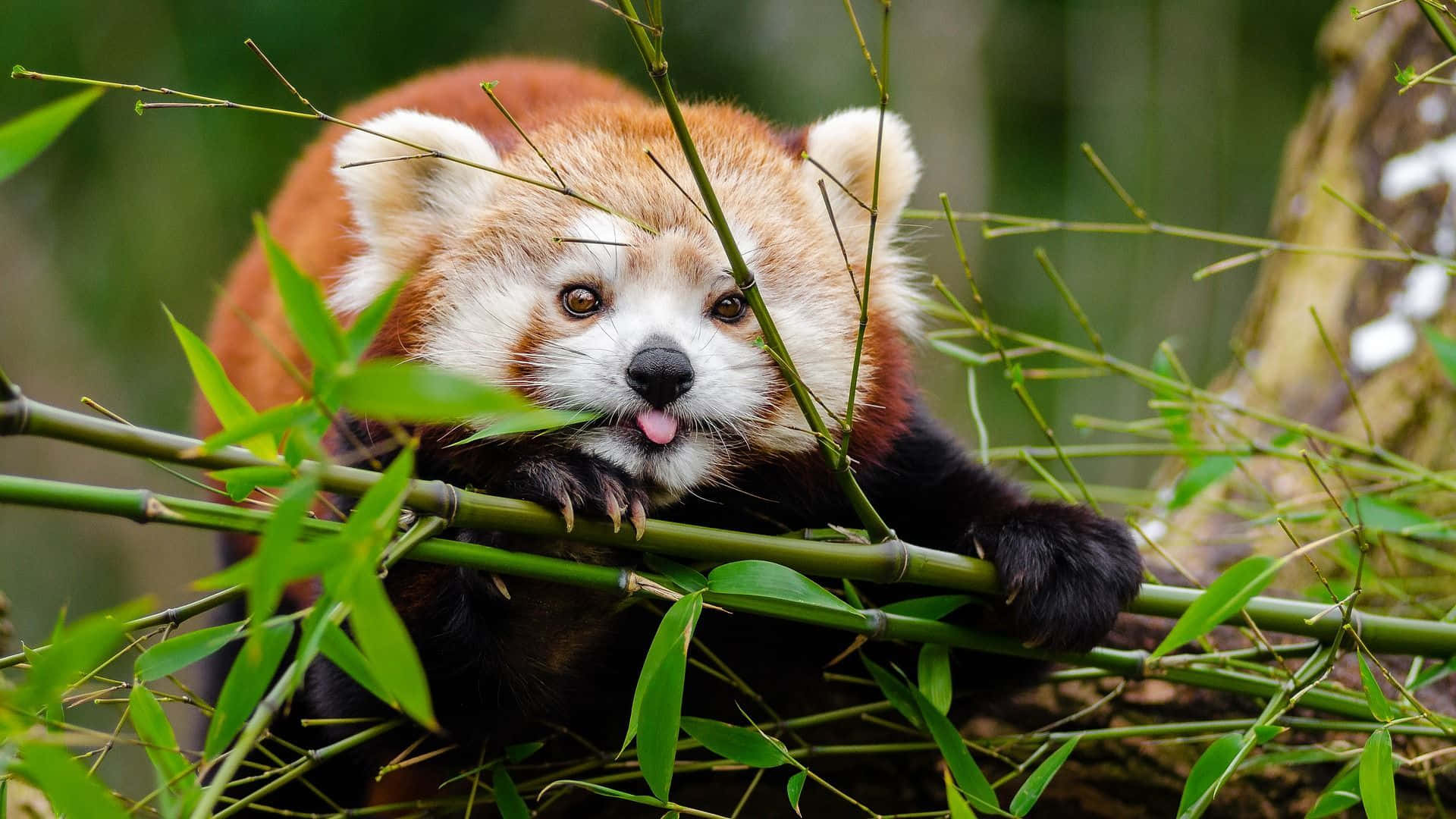 可愛紅 panda 手持小竹子圖 壁紙 — 一隻好奇嘅小熊貓喺茂密嘅綠色森林入面，伸出脷穿過竹莖偷睇。
