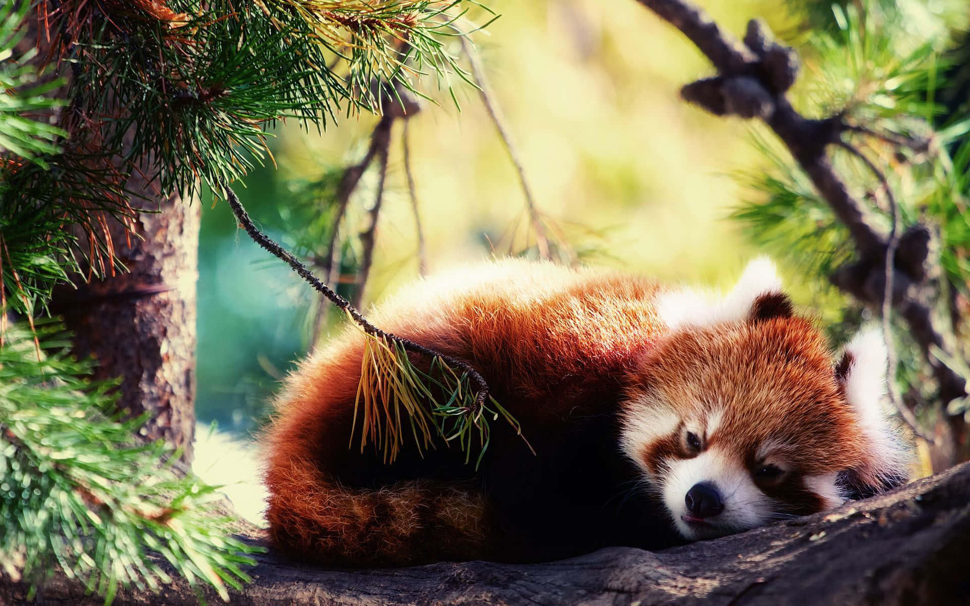 可愛嗜睡紅 panda 樹上躺圖 壁紙 — 一隻睏倦嘅小熊貓喺松樹枝下嘅苔蘚木頭上蜷縮，沐浴喺穿過綠色針葉嘅柔和金色陽光中。