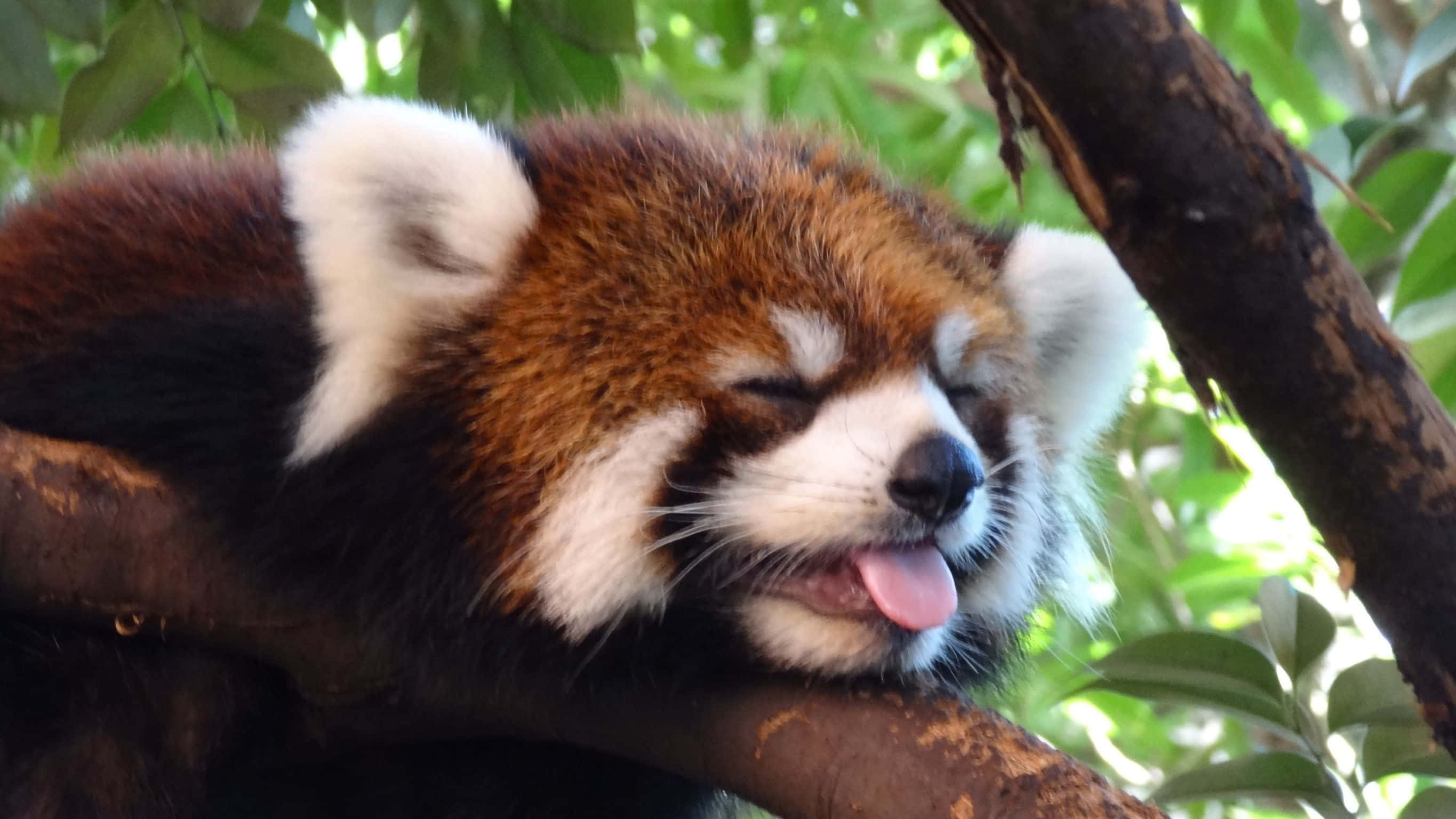 可愛紅 panda 頭舌外伸樹上睡覺圖 壁紙 — 一隻睏倦嘅小熊貓喺茂密嘅綠色森林入面，喺樹枝上休息，雙眼緊閉，伸出舌頭。