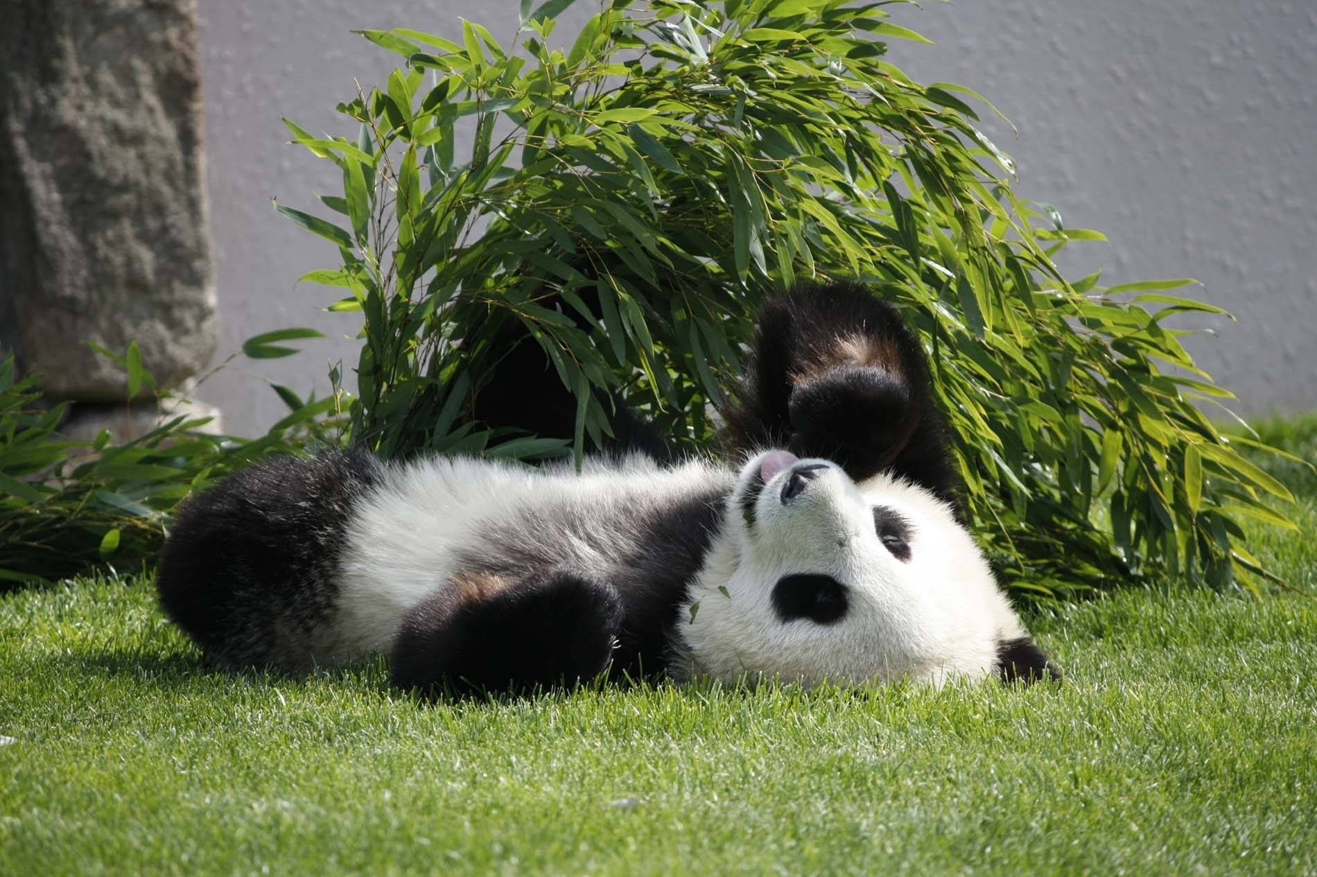 熊猫仰躺於草地的壁紙