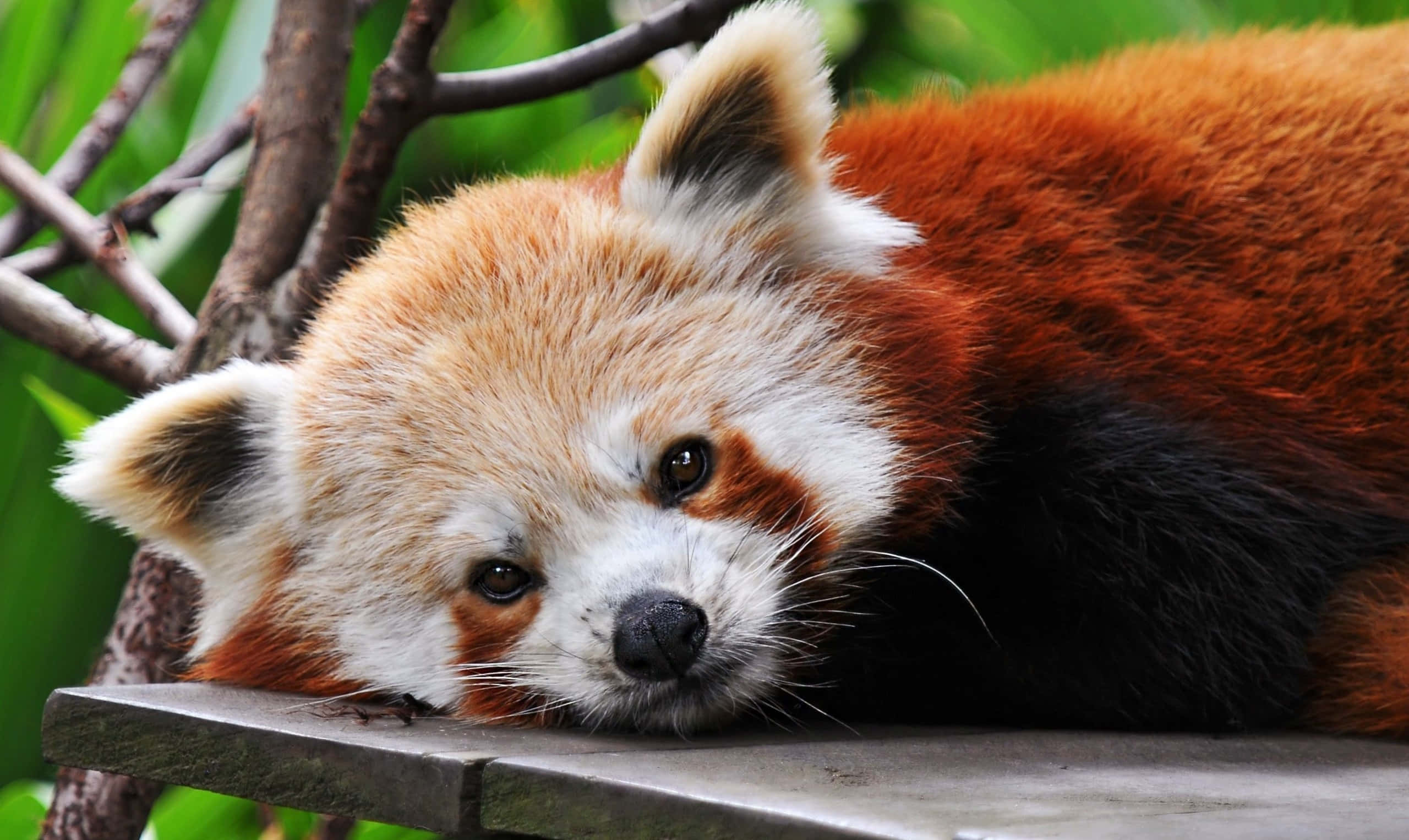 可愛紅 panda 近距離躺著照片 壁紙 — 一隻小熊貓將頭擱在一個被綠色樹葉和樹枝環繞的木架上。