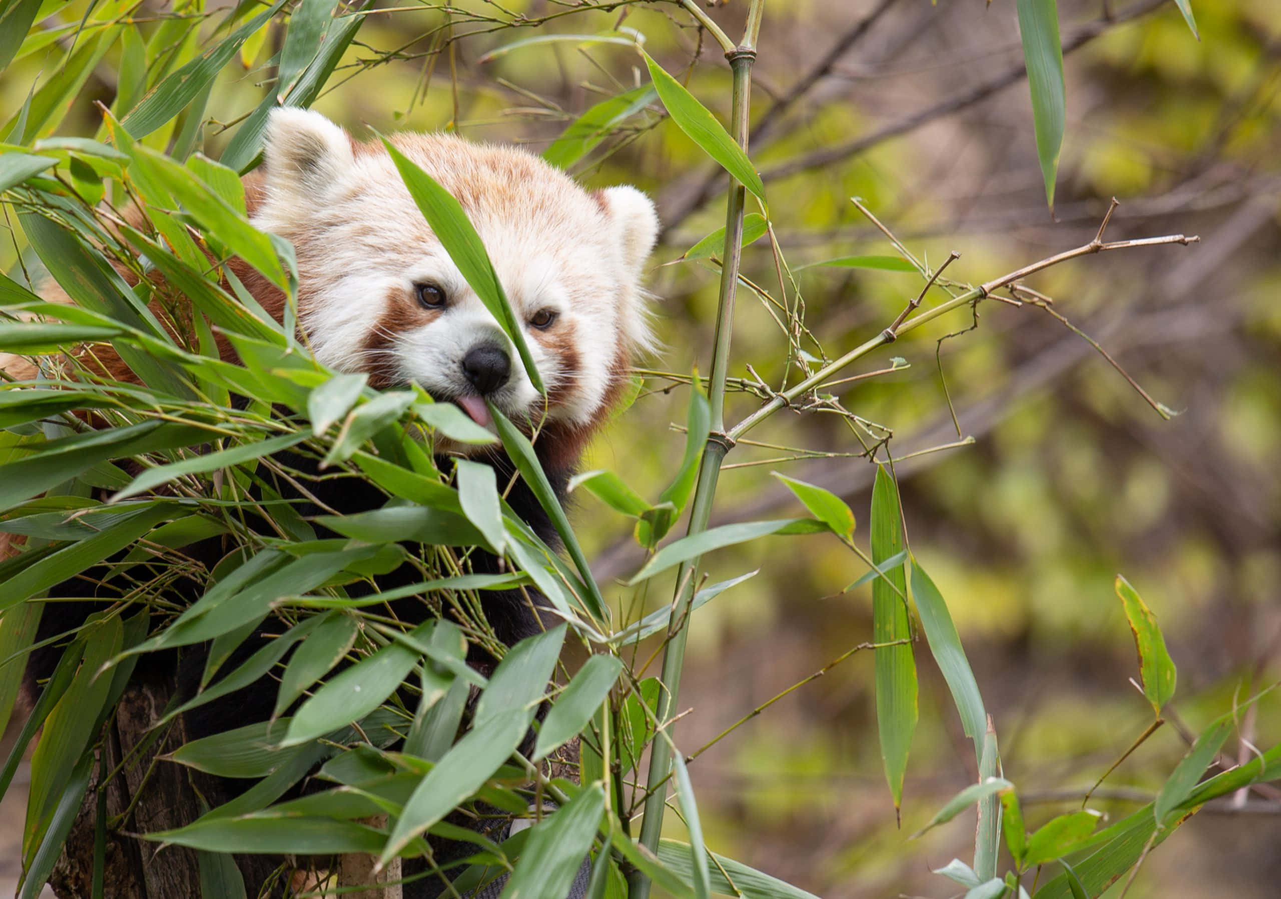 紅 Panda 動物園照片 壁紙 — 一隻小熊貓在茂密的綠色竹葉間探出頭來，伸出舌頭，展現出俏皮的一刻。